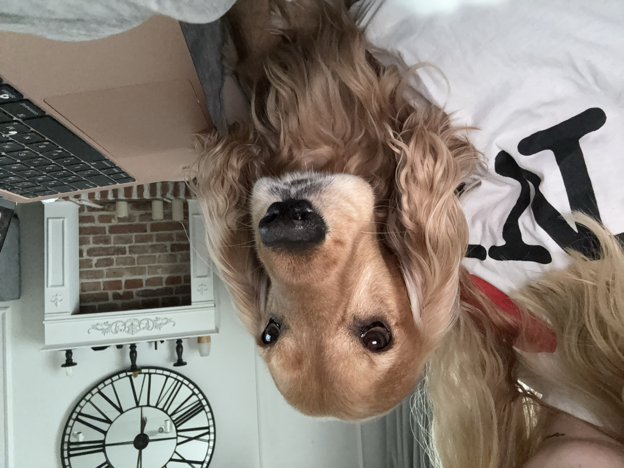 The image shows a close-up, upside-down view of a golden-colored dog, likely a Cocker Spaniel, resting on a person's lap. The dog's head is facing the camera, with its nose and dark, expressive eyes prominent. Its long, wavy fur is a light brown or golden color, and it appears to be wearing a white t-shirt with black lettering. A sliver of red fabric is visible near the dog's neck, possibly a collar or part of the t-shirt's design.
To the left of the dog, a portion of a laptop is visible. The laptop is a light rose gold color, and its keyboard is black. In the background, a decorative white fireplace mantel is seen with a brick-lined opening. Below the mantel, a large, round clock with Roman numerals is mounted on the wall. The overall impression is a cozy indoor scene, possibly a living room or bedroom, with a relaxed and affectionate atmosphere. The lighting suggests it could be daytime, but the indoor setting makes it difficult to determine the exact time of day or weather conditions. The image has a personal and candid feel, likely capturing a moment between a pet and its owner. No specific emotions are overtly displayed beyond the dog's calm demeanor. The visible text on the t-shirt is partially obscured and consists of bold black letters that are not fully legible.