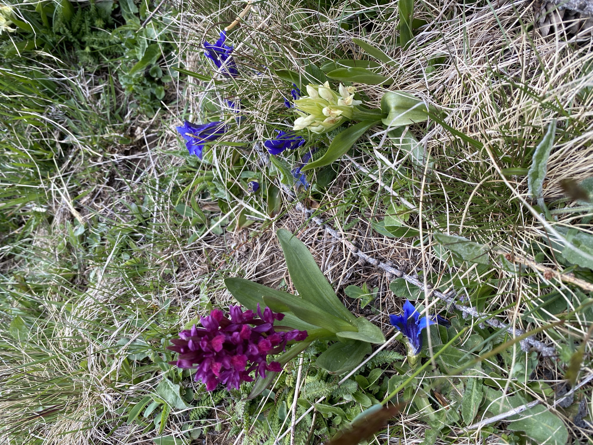 The image shows a patch of ground in Baceno, Italy, covered in mixed grasses and wildflowers. Dominating the lower left quadrant is a dark purple orchid with a cluster of blooms and several green leaves. To the upper right of the orchid are vibrant blue gentian flowers, and further toward the upper right of the image, there is a cluster of unopened, pale yellow flowers. The background is primarily composed of dry and green grasses, interspersed with some low-lying green plants. The ground appears to be slightly uneven, and there are a few small twigs scattered around.