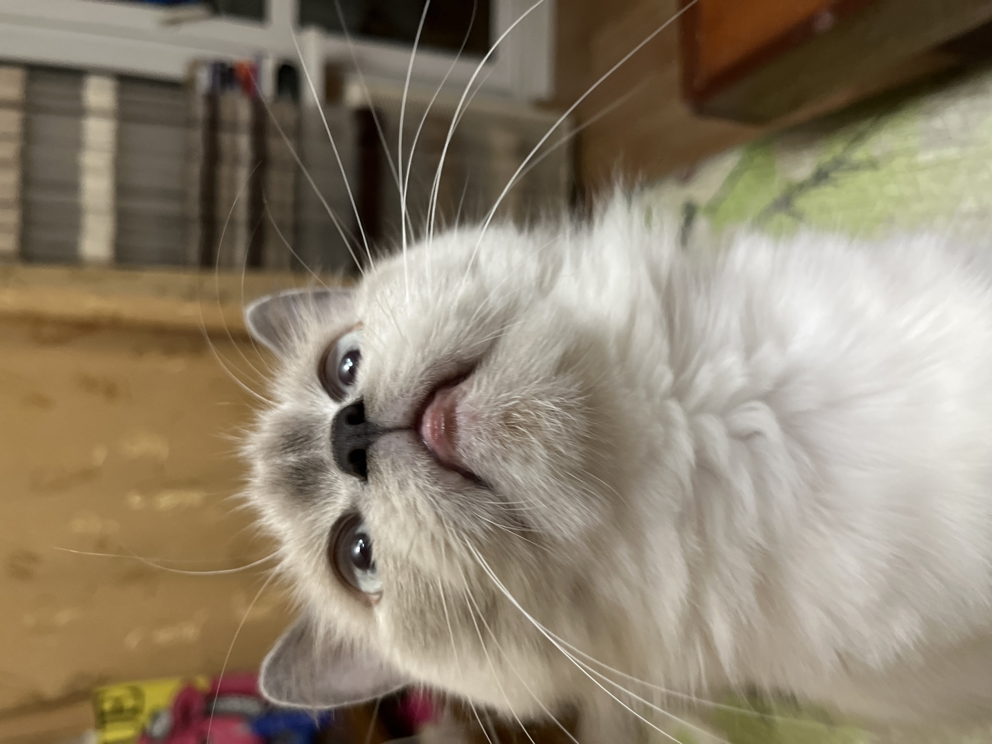 A close-up, upside-down view of a cat. The cat has gray and white fur, a dark nose, and visible whiskers. Part of its tongue is slightly protruding. The background is blurred and includes what appears to be a patterned floor or rug and a wall with vertical stripes.