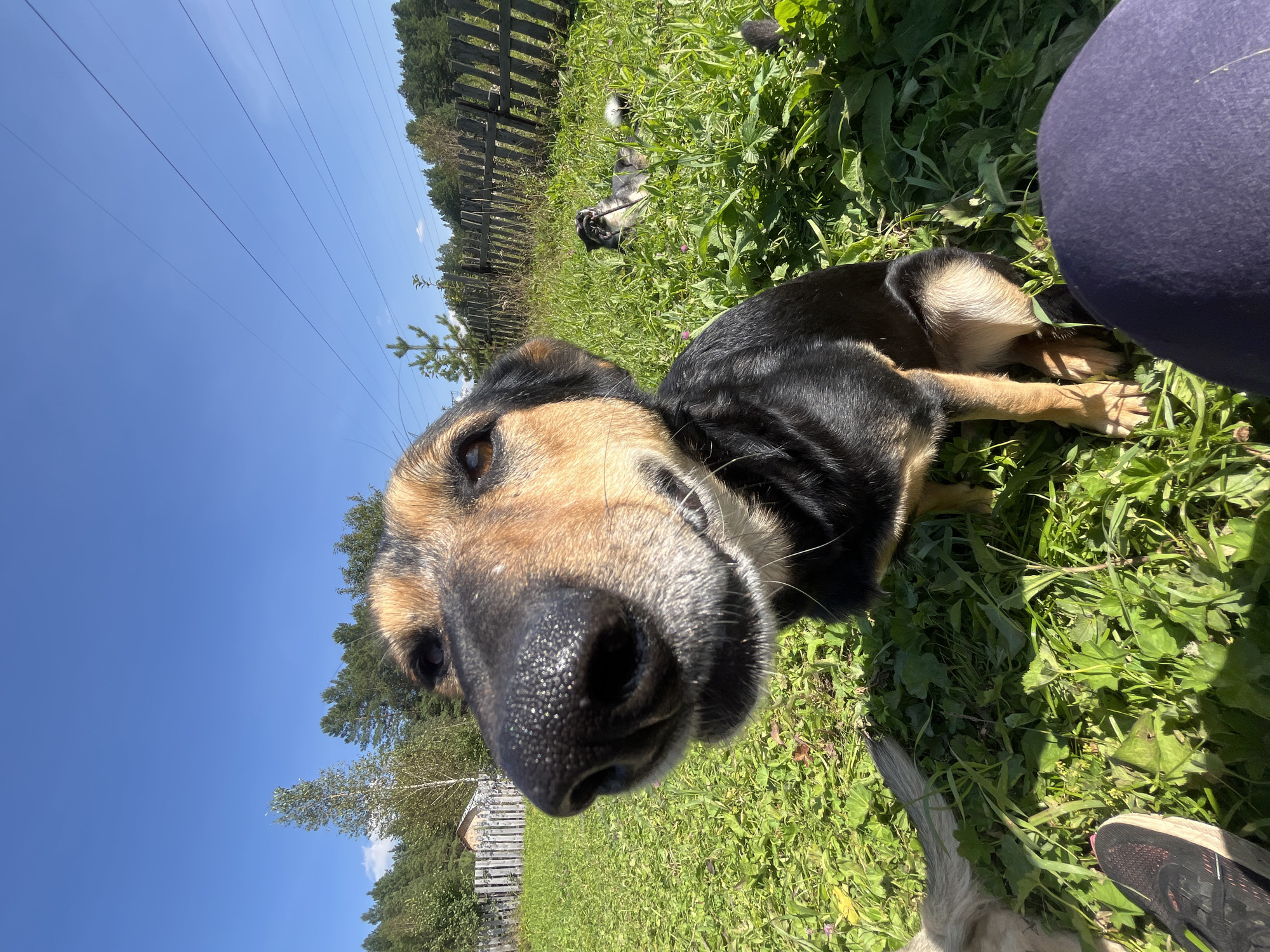 The image depicts a close-up of a German Shepherd mix dog sitting in a grassy yard on a sunny day. The dog's head and snout dominate the foreground, with its black and tan fur clearly visible. In the background, a wooden fence encloses the yard, and a line of trees forms the horizon. A power line can be seen stretching across the blue sky. Another dog, a smaller breed, is lying down in the grass in the middle ground, seemingly playing. A person's leg, clad in dark blue pants, and a sneaker are visible in the bottom right corner of the frame. The overall scene appears to be a casual outdoor setting, possibly a backyard in a rural or suburban area. The image does not provide any specific geographical markers to indicate it is located in Nizhny Tagil, Russia.
