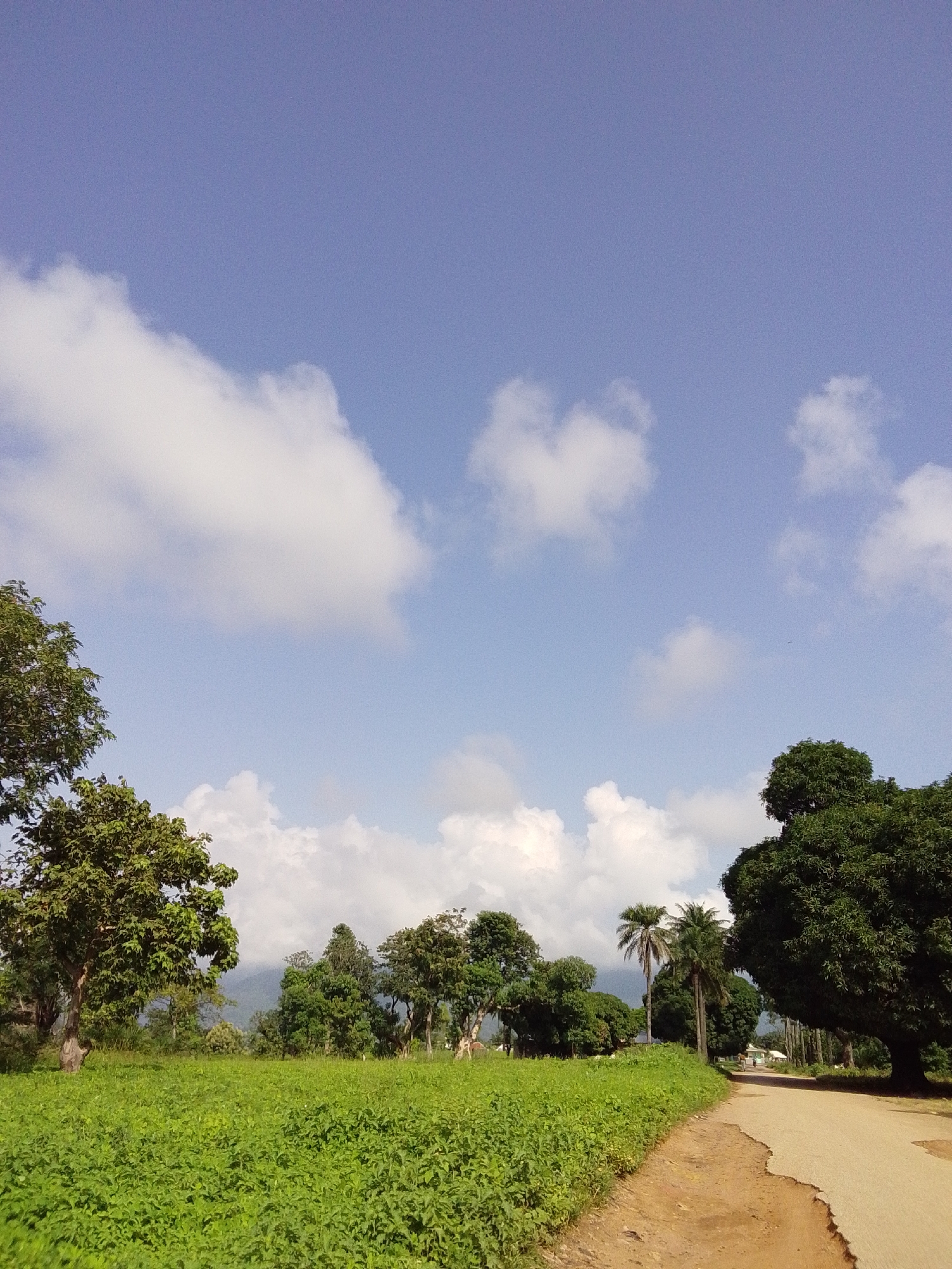 This is a photograph of a rural landscape in Serti, Nigeria, on a bright, clear day with scattered white clouds. In the foreground, a dirt road curves from the right side of the image into the distance, bordering a lush, green field of low-lying crops. To the left of the field, several trees stand tall, with one particularly large, leafy tree dominating the left mid-ground. In the background, a line of trees and foliage stretches across the horizon, with distant hills or mountains visible behind them. A few palm trees are interspersed among the other trees. Further down the road, two figures are walking away from the camera. The overall scene depicts a peaceful, natural environment with signs of human presence.