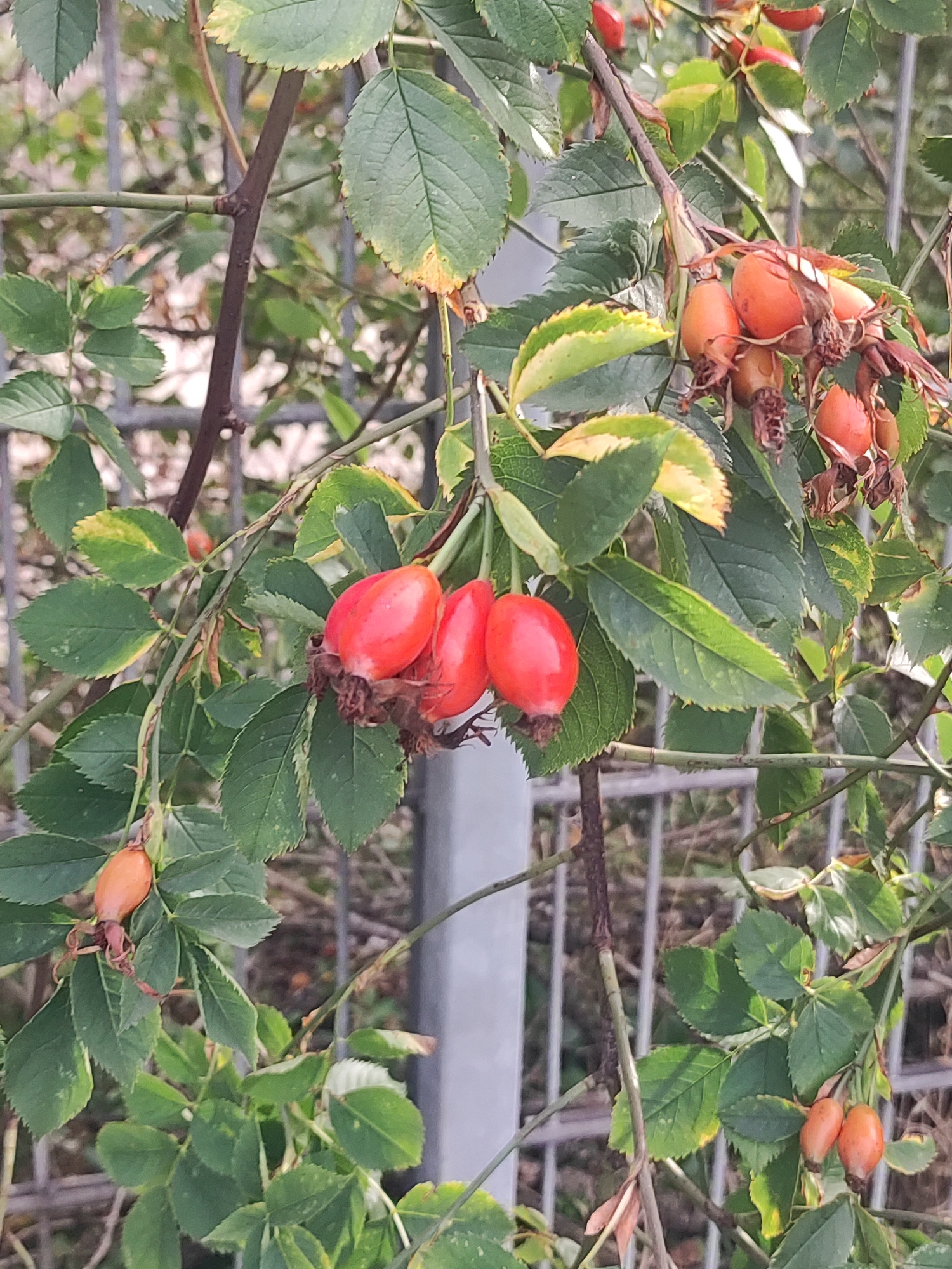 In Fürth, Germany, a cluster of rose hips hangs from a branch in front of a metal fence. The rose hips are predominantly orange and red, with some appearing more ripe than others. They are attached to thin, brown stems, some of which have dried, withered leaves. The surrounding foliage consists of green leaves, some of which show signs of yellowing or browning along the edges. The background is blurred, but suggests a natural outdoor environment with a gray metal post or structure visible behind the vegetation and fence. The image is a close-up shot, focusing on the details of the rose hips and surrounding plant life.