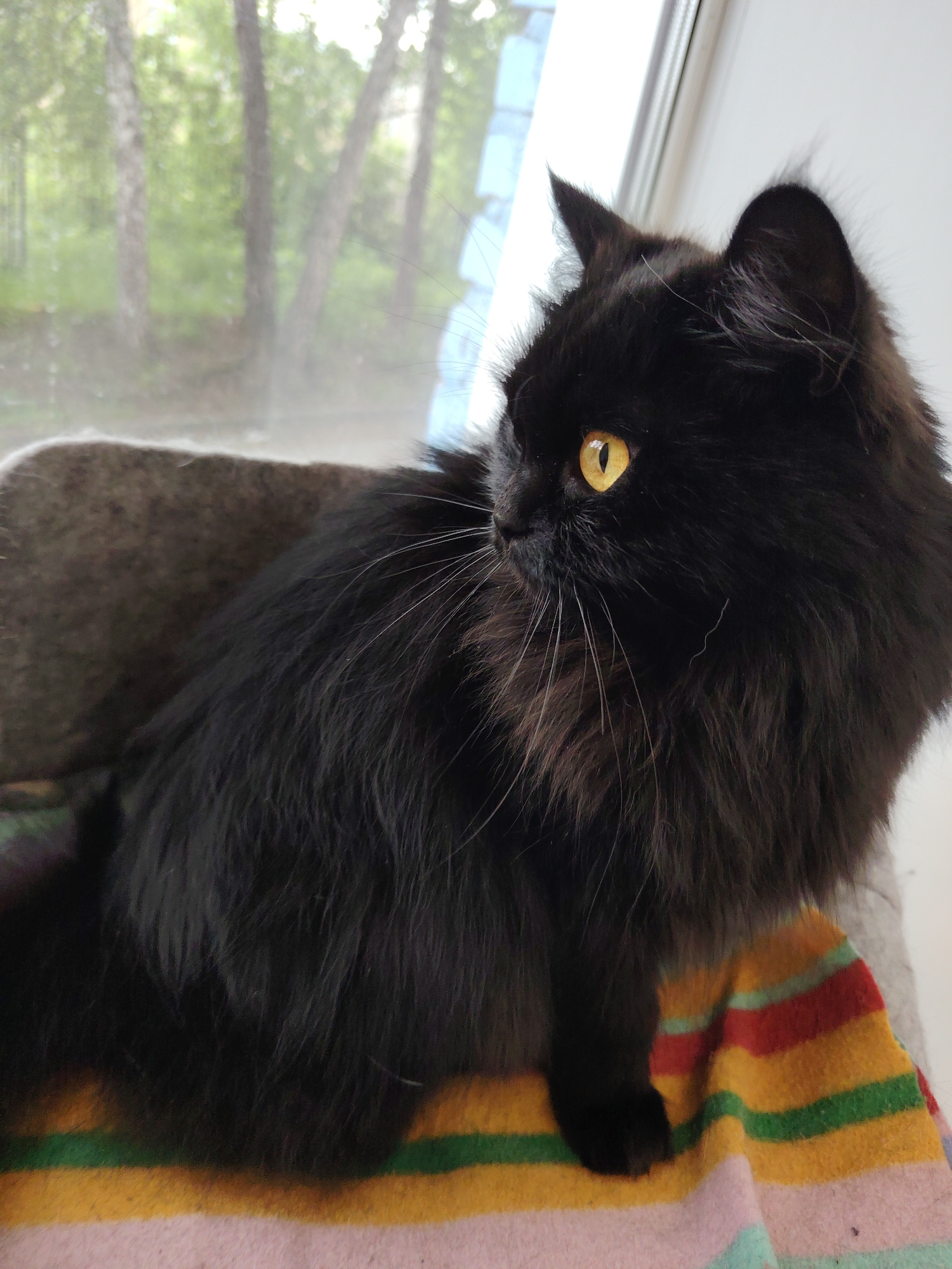 A fluffy black cat with bright yellow eyes sits on a striped blanket next to a window. The cat is looking to the left, with its fur ruffled and its ears perked up. Through the window, trees and foliage are visible, suggesting an outdoor environment. The lighting is natural, coming from the window. The background is slightly blurred, keeping the focus on the cat.