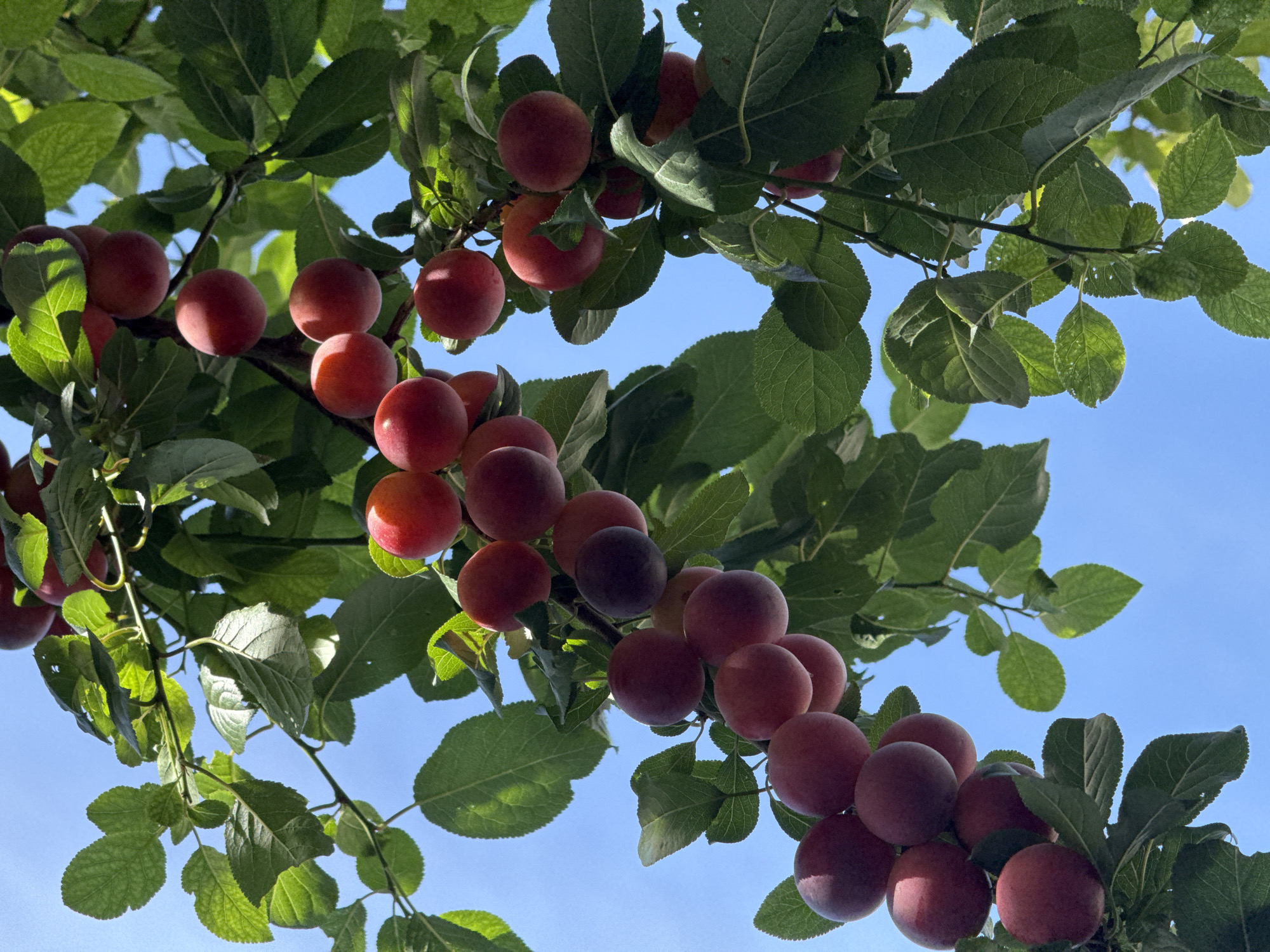 In the city of Vozdovac Urban Municipality, Serbia, a cluster of ripe plums hangs from a tree branch against a clear blue sky. The plums are a mix of deep red and purplish hues, some showing subtle variations in color and shading. They are clustered together, with some partially obscured by the vibrant green leaves of the tree. The sunlight filters through the leaves, casting dappled shadows and highlighting the round shapes of the fruit. The background is a solid expanse of blue sky, suggesting a bright, sunny day. There are no people or animals visible in the scene. The image focuses solely on the natural bounty of the plum tree.