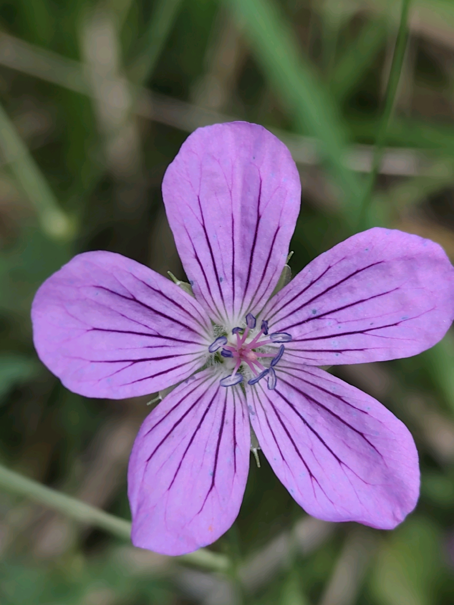 A close-up, top-down view of a single, light purple flower with five petals is presented. The petals are marked with darker purple veins and some small, lighter blue spots. At the center of the flower, a cluster of stamens and pistils is visible, with the stamens having purple anthers. The background is blurred, consisting of green grass and foliage, suggesting an outdoor natural setting. The image does not contain any people or specific landmarks that would indicate a location within the city of Jonava, Lithuania.