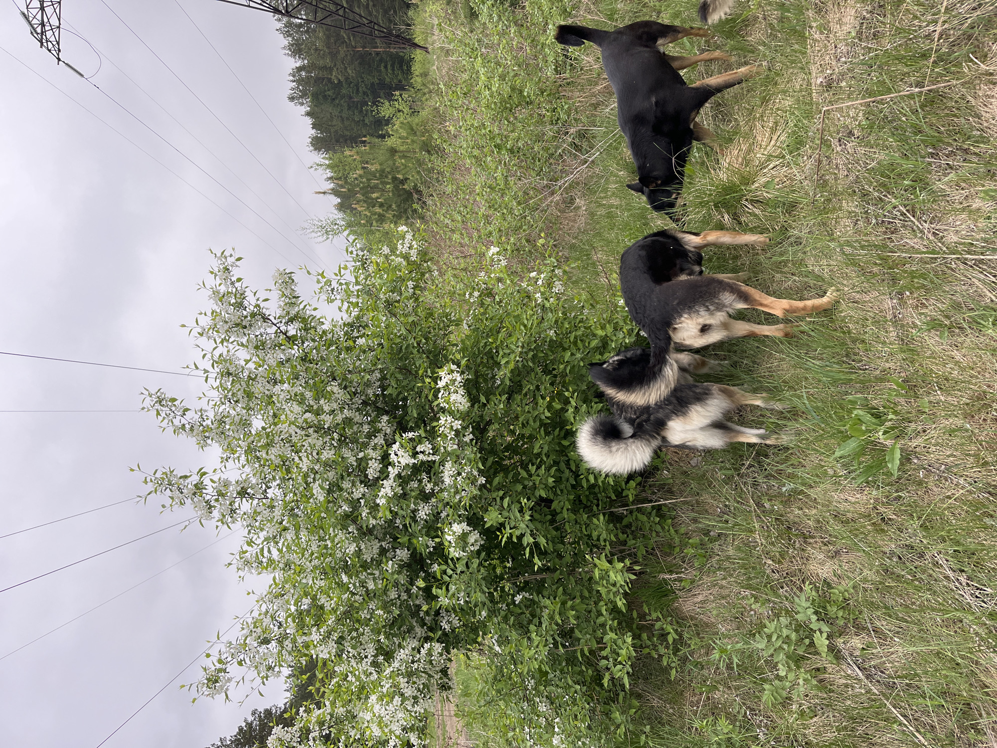 A rural landscape is presented, dominated by verdant vegetation and under a cloudy sky. Overhead power lines traverse the upper left, suggesting an edge-of-civilization setting. Three canines of varying breeds occupy the foreground; a black and tan dog grazes to the right, another dog behind it partially laying on the ground, and a grey-and-black dog near a blooming bush. The bush, laden with white flowers, adds a touch of vibrancy to the scene. The composition implies an uncultivated field, transitioning from green to brown grasses. The location is near Nizhny Tagil, Russia.