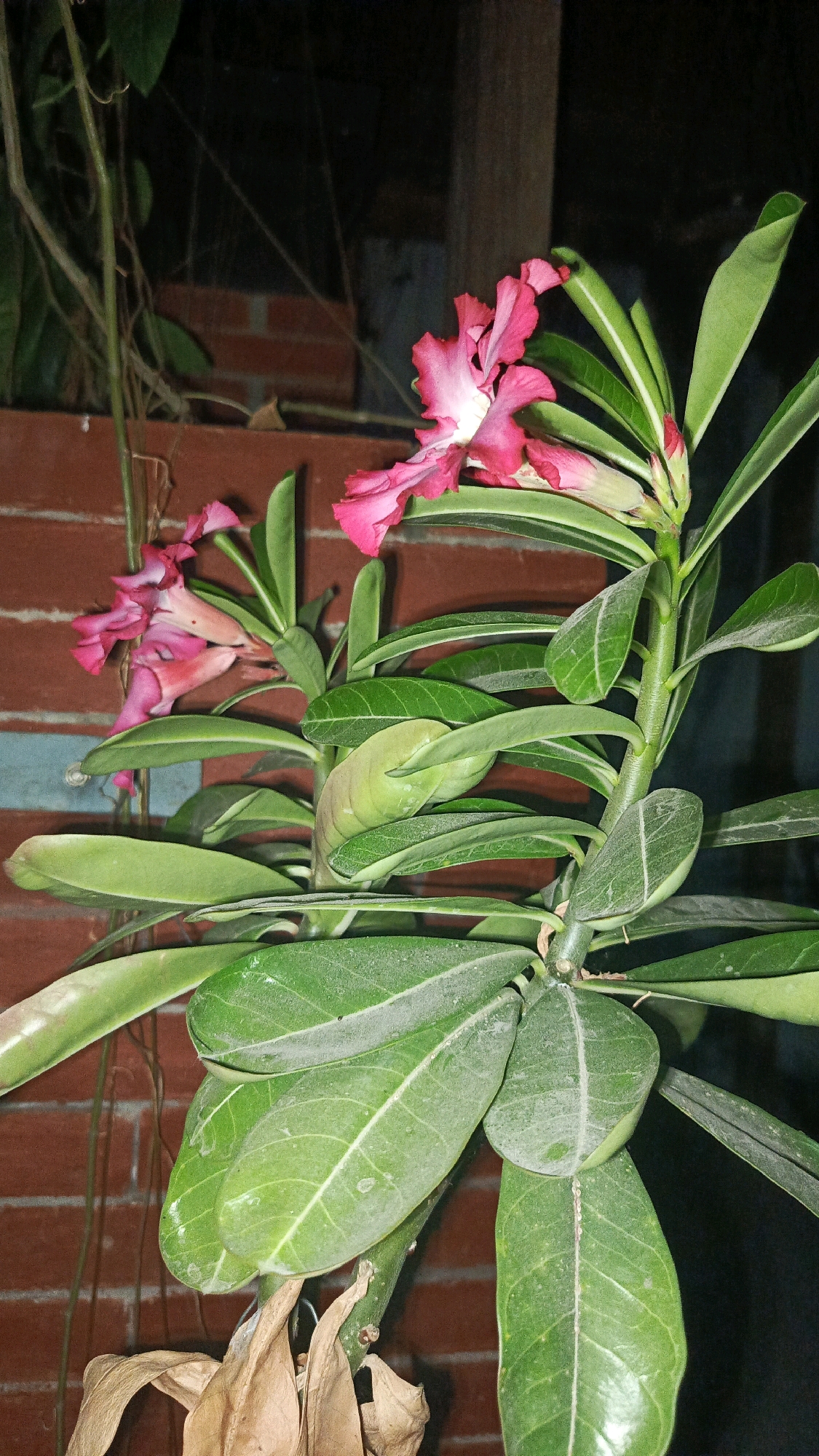 The image shows a close-up of a Desert Rose plant with bright pink flowers and lush green leaves. The plant is in an outdoor setting, with a brick wall visible in the background. There are some dried leaves at the base of the plant, suggesting it might be in a pot or garden. The lighting suggests it is evening or nighttime. The location is Babadan, Indonesia.
