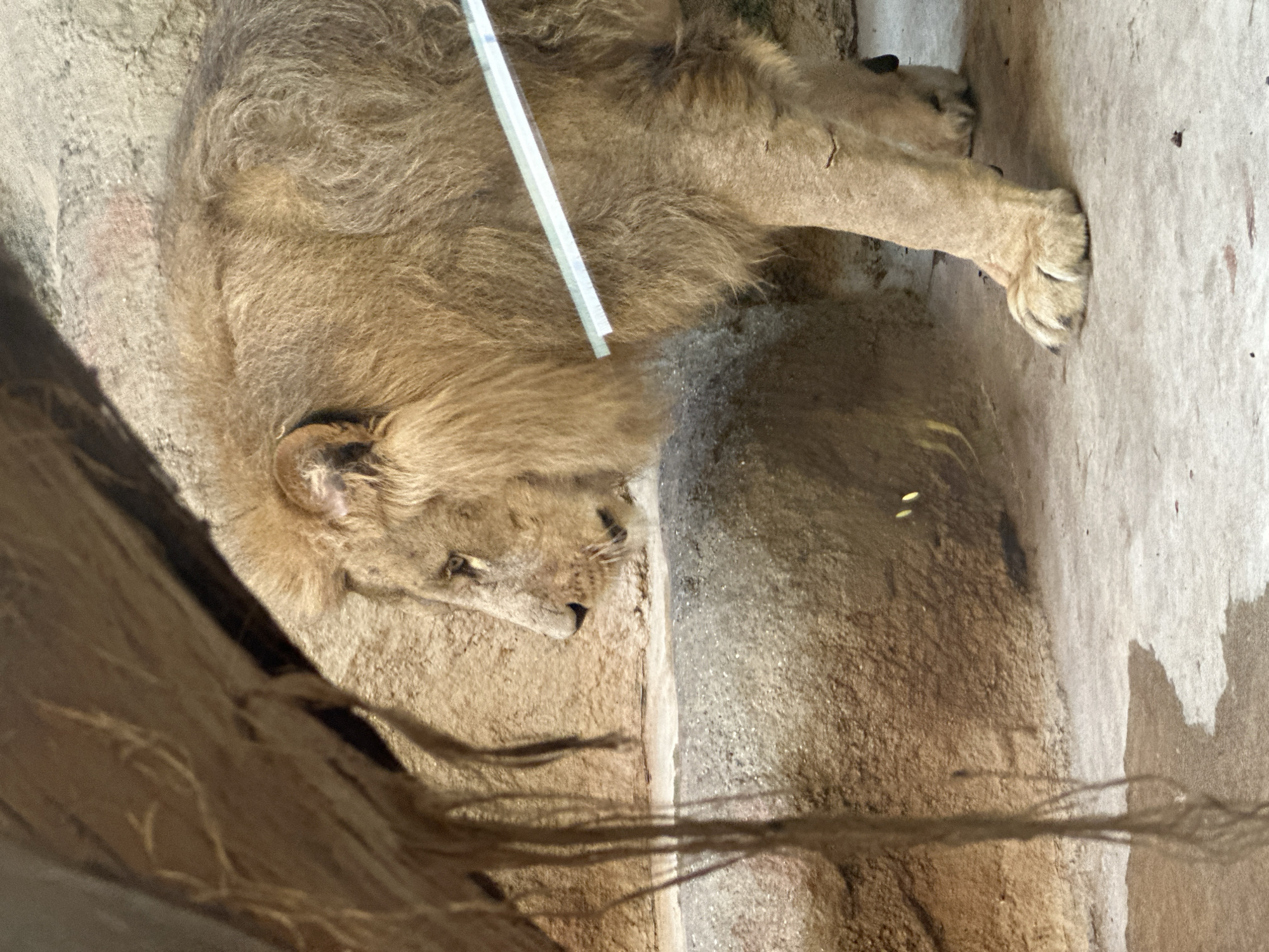 A lion is lying down in an enclosure, possibly at a zoo in the city of Zagreb, Croatia. The lion appears to be relaxed or possibly sedated, as it is lying on its side with its eyes closed and its head resting on the ground. A thin, white tube is visible across its body, suggesting it may be receiving medical treatment or monitoring. The enclosure appears to be made of concrete and dirt, with some natural elements like branches or hay. The lighting suggests it could be daytime. There is no visible text in the image.