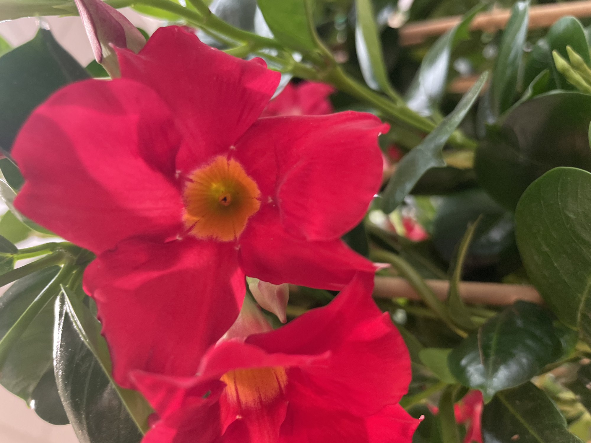 A close-up shows a cluster of red Dipladenia flowers, each with a yellow center. The flowers are surrounded by dark green leaves. A bamboo support structure is visible behind the foliage. The scene appears to be indoors.