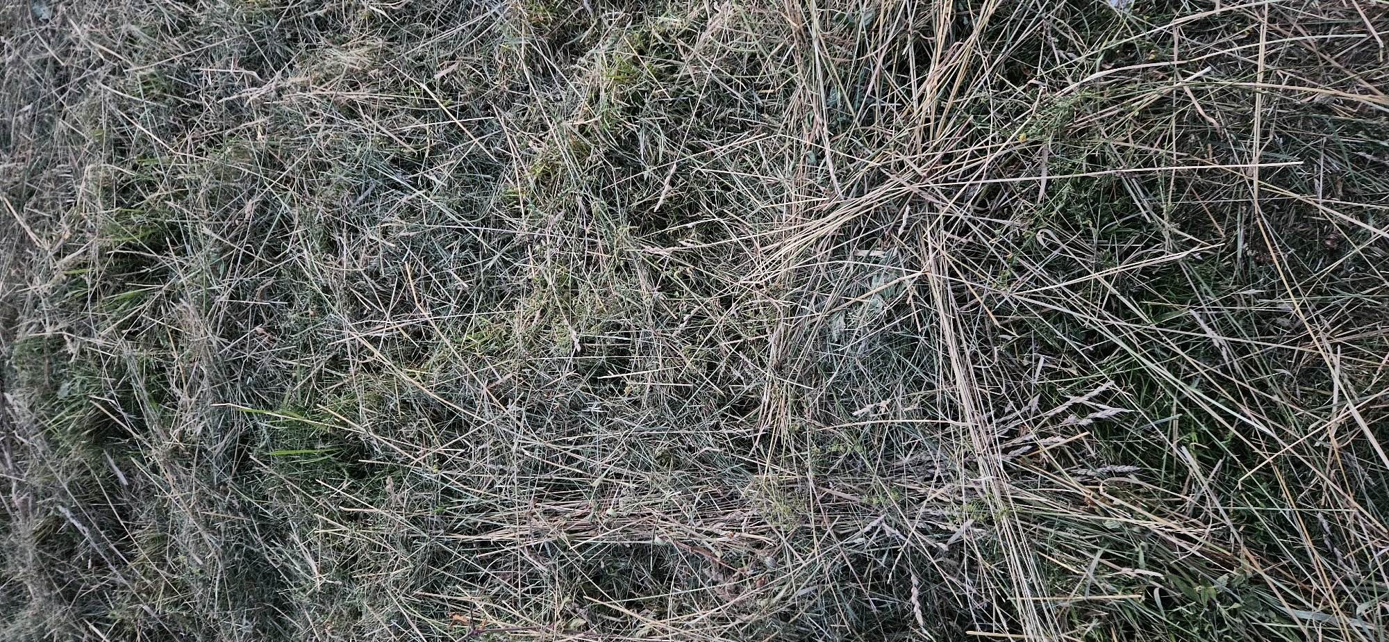 The image displays a close-up, overhead view of mown grass and straw, likely a field after harvesting or a park that has recently been maintained. The texture is dense and varied, with a mix of green, dried grass blades and lighter, straw-colored stalks. These elements are interwoven and lie in various directions, creating a natural, somewhat chaotic pattern. The lighting suggests it is daytime, with no specific shadows indicating a precise time. There are no people or animals visible in the frame. The environment appears to be an outdoor, natural setting. No specific landmarks or identifying features place this image within the city of Vitsebsk, Belarus.
