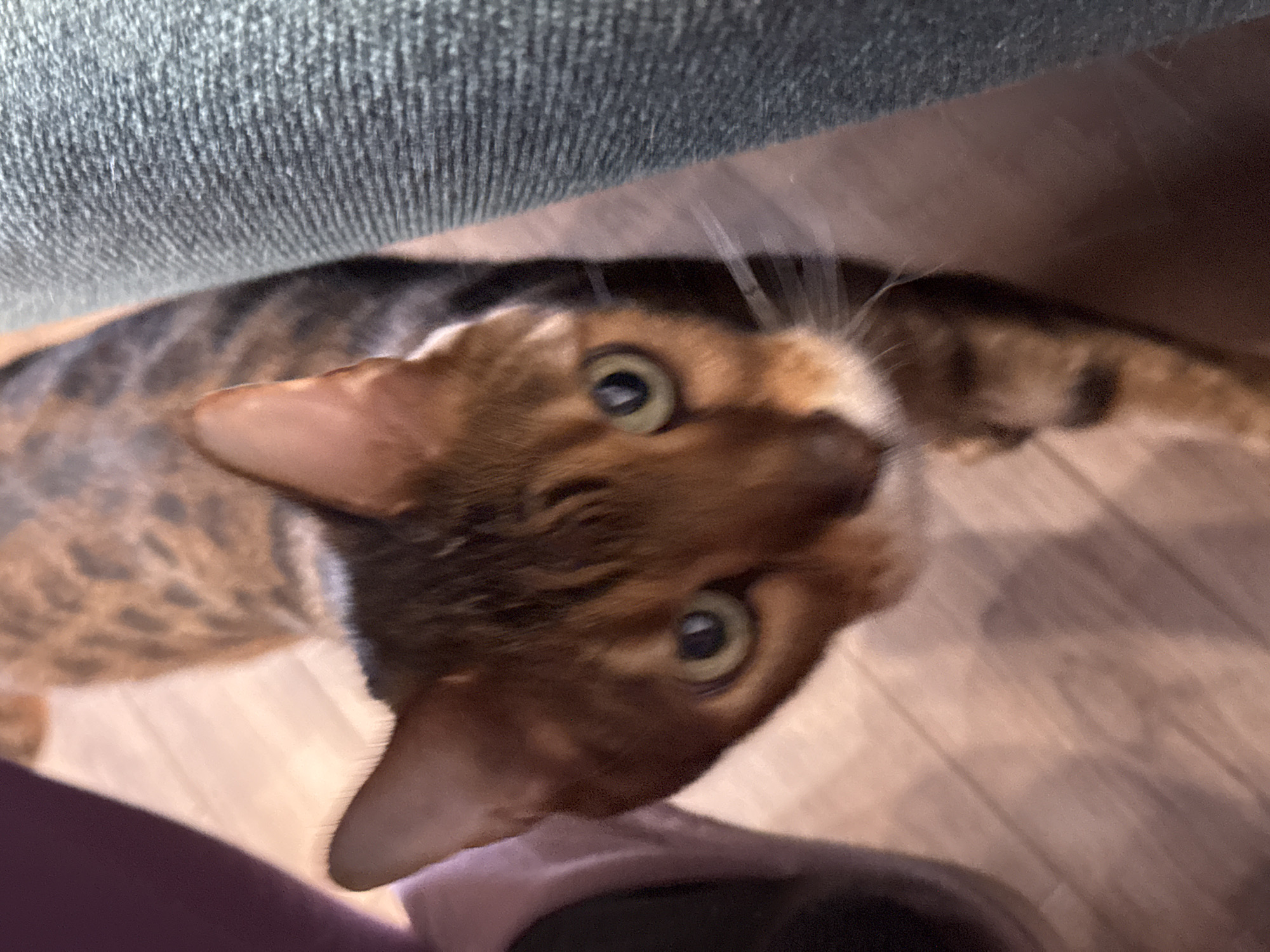 A close-up, slightly distorted image shows a brown and black spotted Bengal cat looking upwards towards the camera. The cat has large green eyes. A gray fabric, possibly a chair or sofa, is visible in the upper left corner. The floor is hardwood. Part of a purple fabric item is in the lower left corner.