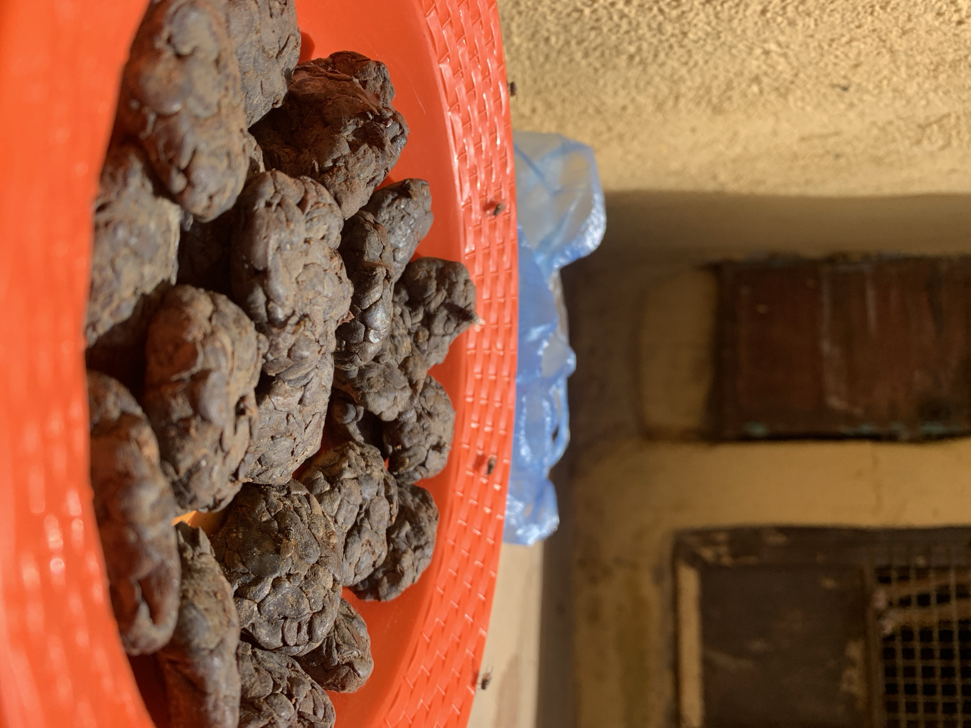 The scene is located in Rafin Par, Nigeria. The image presents a low-angle, close-up view of a bright orange plastic basin or tray containing numerous dark brown, irregularly shaped, and lumpy masses. These objects exhibit a rough, textured surface with visible indentations and fissures, suggesting an organic material. Several small, dark insects, consistent with flies, are visible on the orange rim of the basin and on some of the brown masses. In the blurred background, a crumpled light blue plastic bag rests against a textured, light beige or sandy-colored wall, likely stucco or rough plaster. Further in the background, partially obscured and out of focus, are two dark, rectangular structures, possibly windows or openings, one of which displays a grid pattern suggesting a metal grate or screen. The scene is illuminated by strong, natural daylight, indicating an outdoor setting.