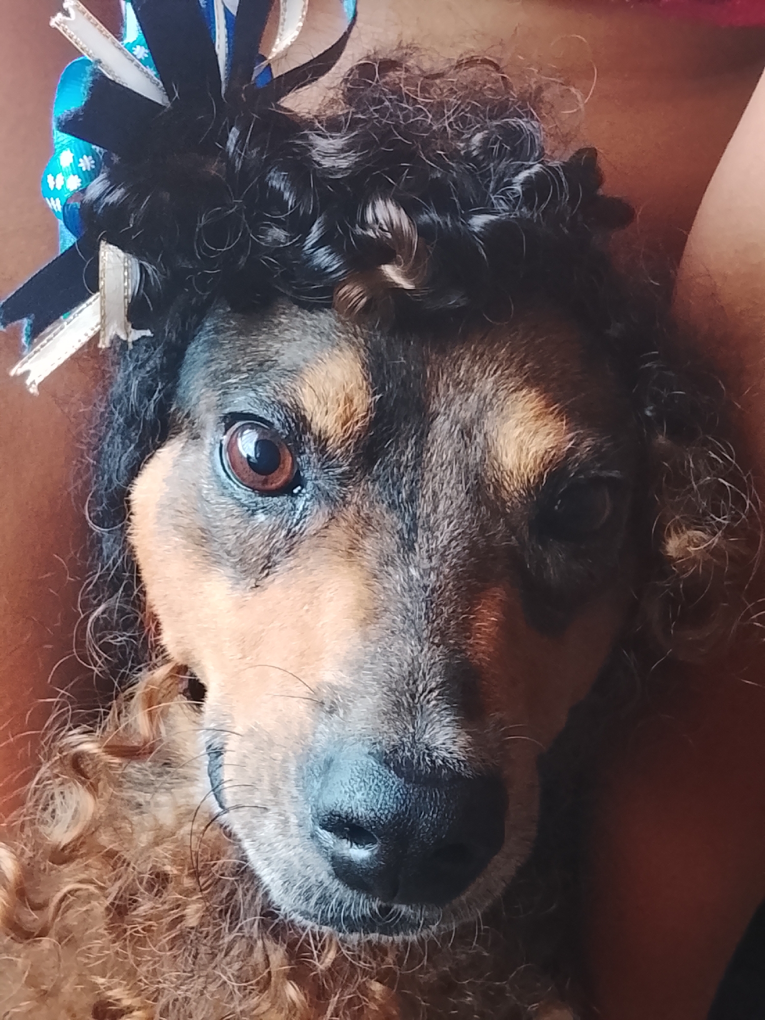 A medium-sized dog with a brown and black coat is the primary subject of the image, viewed from a close-up, head-on perspective. The dog has one visible brown eye looking directly at the camera. A wig of dark, curly hair with a blue and white ribbon is placed on its head. The background shows a reddish-brown hue, likely the skin of a person holding or near the dog. The location is not evident from the visual details.
