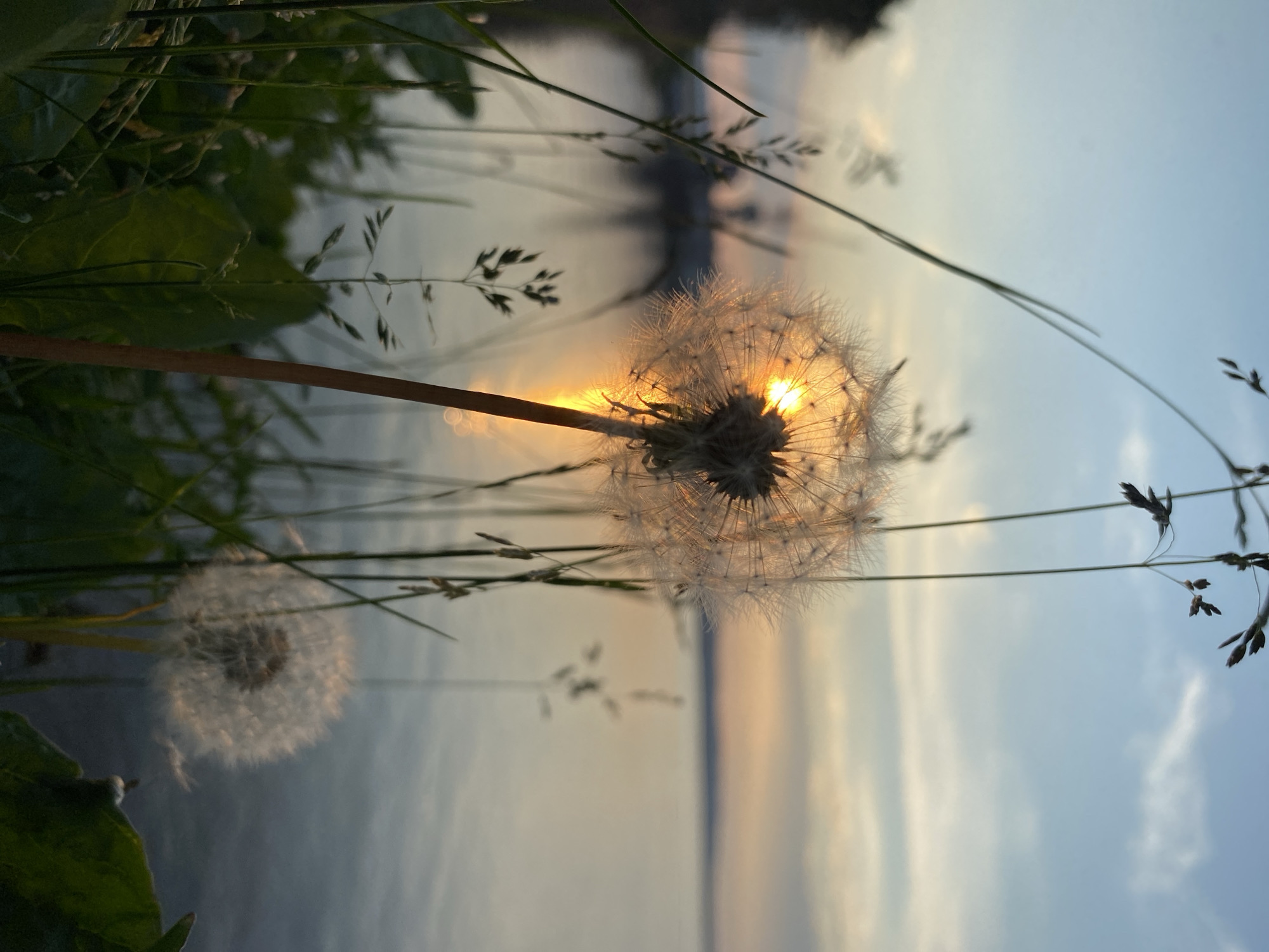 A close-up, low-angle shot captures a dandelion seed head in the foreground, silhouetted against a sunset over a body of water. The setting sun's rays peek through the delicate seeds, creating a warm glow. Tall blades of grass and other flora surround the dandelion, adding depth and texture to the scene. The body of water, possibly the Kama River, reflects the soft hues of the sky. In the distance, the faint outline of trees and structures can be discerned along the shoreline. The overall atmosphere is serene and tranquil, evoking a sense of natural beauty at dusk. This scene is likely located near Chaikovsky, Russia, given the mention of the Kama River.