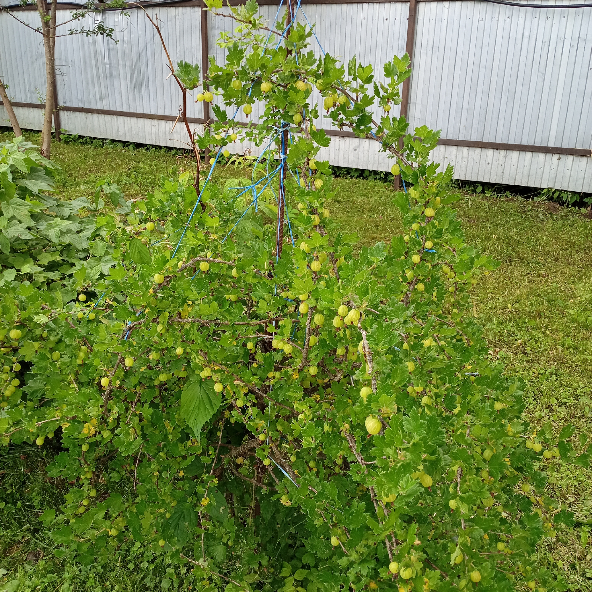 The image shows a gooseberry bush laden with unripe, green berries. The bush is densely packed with green leaves and branches, and the berries are scattered throughout, mostly in clusters. Blue twine is tied to some of the branches, seemingly to support or guide the growth of the bush. In the background, a metal fence with vertical corrugated panels is visible, with some wooden posts supporting it. The ground around the bush is covered in green grass, with some patches of weeds. The overall scene suggests an outdoor garden setting. The lighting indicates it is daytime, and the foliage suggests a season where berries are developing, likely late spring or early summer. There is no visible text in the image.