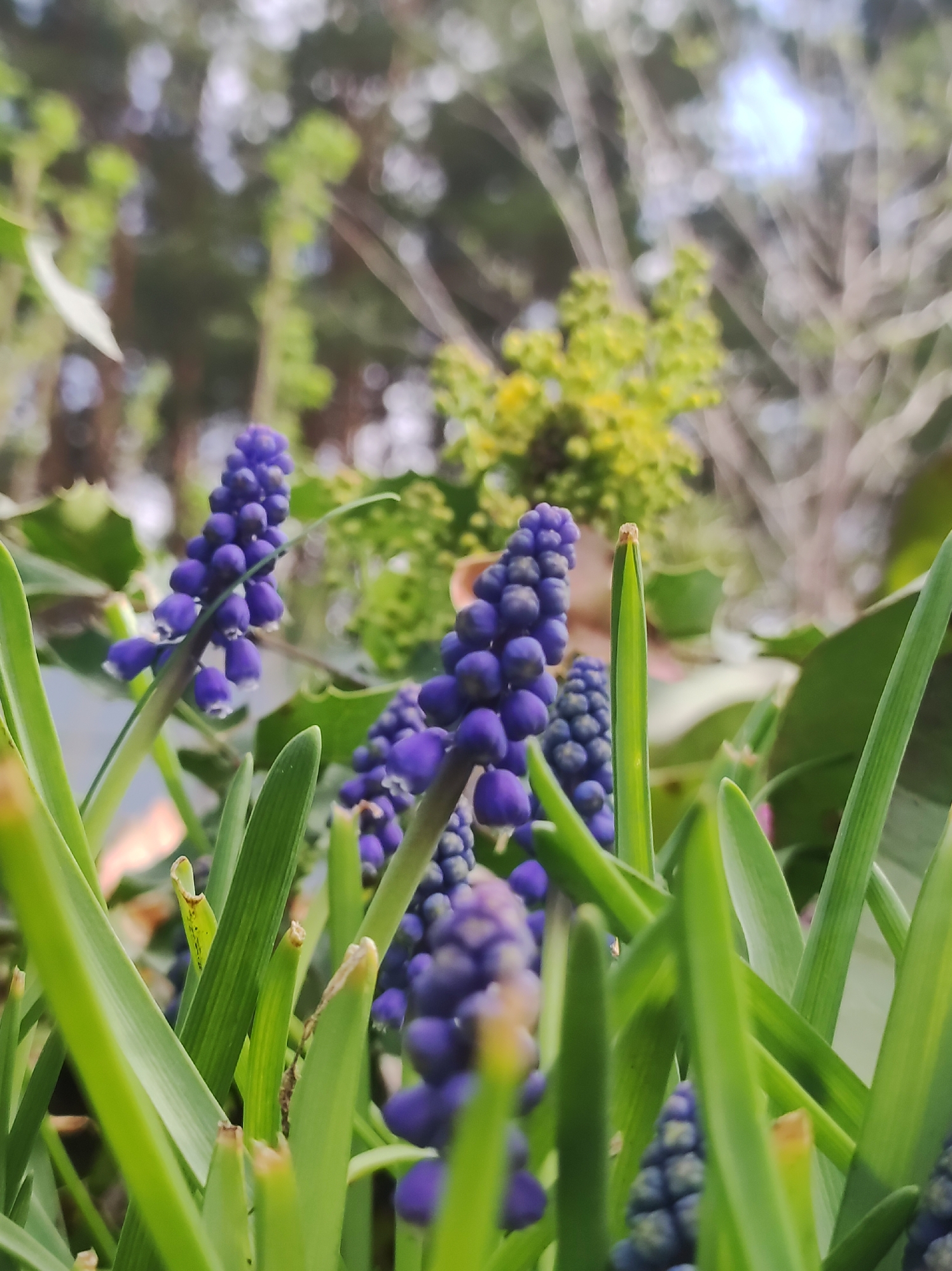 The image features a close-up of grape hyacinth flowers in bloom. The foreground is dominated by the blue-purple flower clusters amidst green, grass-like foliage. The background is blurred, suggesting a natural environment, possibly a garden or park with trees and other greenery. The location cannot be definitively determined as Фоки, Russia based solely on the provided image. The scene is still life, focusing on the botanical elements. There are no people present, and the primary subjects are the grape hyacinth plants.