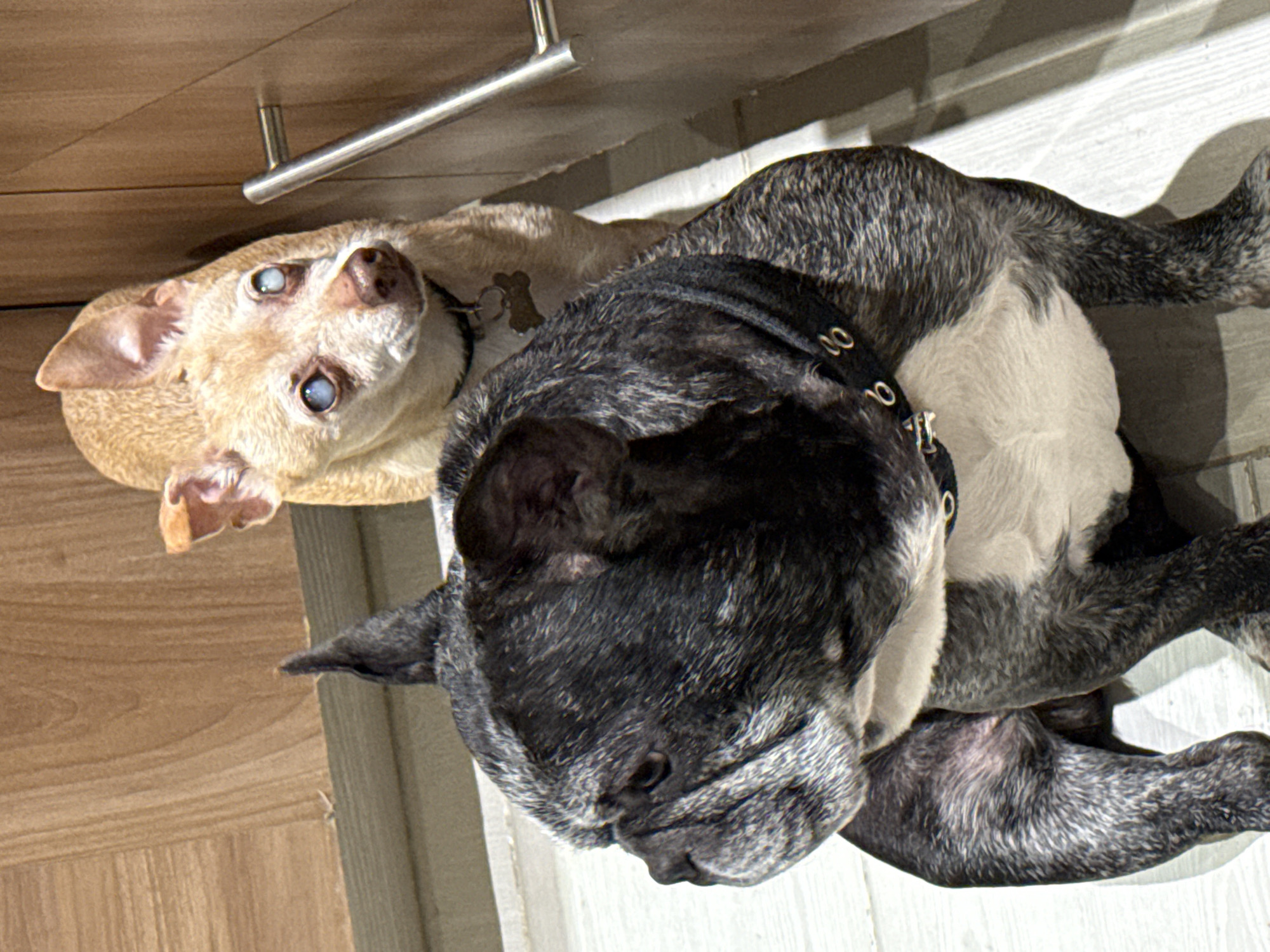 Two dogs are lying together on an indoor floor, viewed from an overhead perspective. The image is oriented vertically, with the dogs' heads towards the top-right and their bodies extending towards the bottom-left.
On the left, a light-colored, tan Chihuahua lies on its side, looking directly upwards towards the camera. Its eyes appear cloudy or opaque, possibly indicating cataracts. A bone-shaped identification tag is visible on its collar.
To the right of the Chihuahua, a black and white brindle French Bulldog lies alongside it. The French Bulldog has dark, brindle fur on its back, head, and legs, with a white chest and belly. It wears a black collar with silver studs or rings. Its head is turned downwards or away from the camera, with its snout close to the floor.
The dogs are situated on a light-colored floor, possibly tiles or light wood, which contrasts with a darker, wooden floor or furniture visible on the left side of the frame. A silver metal drawer pull or handle is also visible in the upper left portion of the image, affixed to the wooden surface. Bright, possibly natural, lighting illuminates the scene, casting soft shadows. There is no visible text in the image. The dogs appear relaxed and calm.