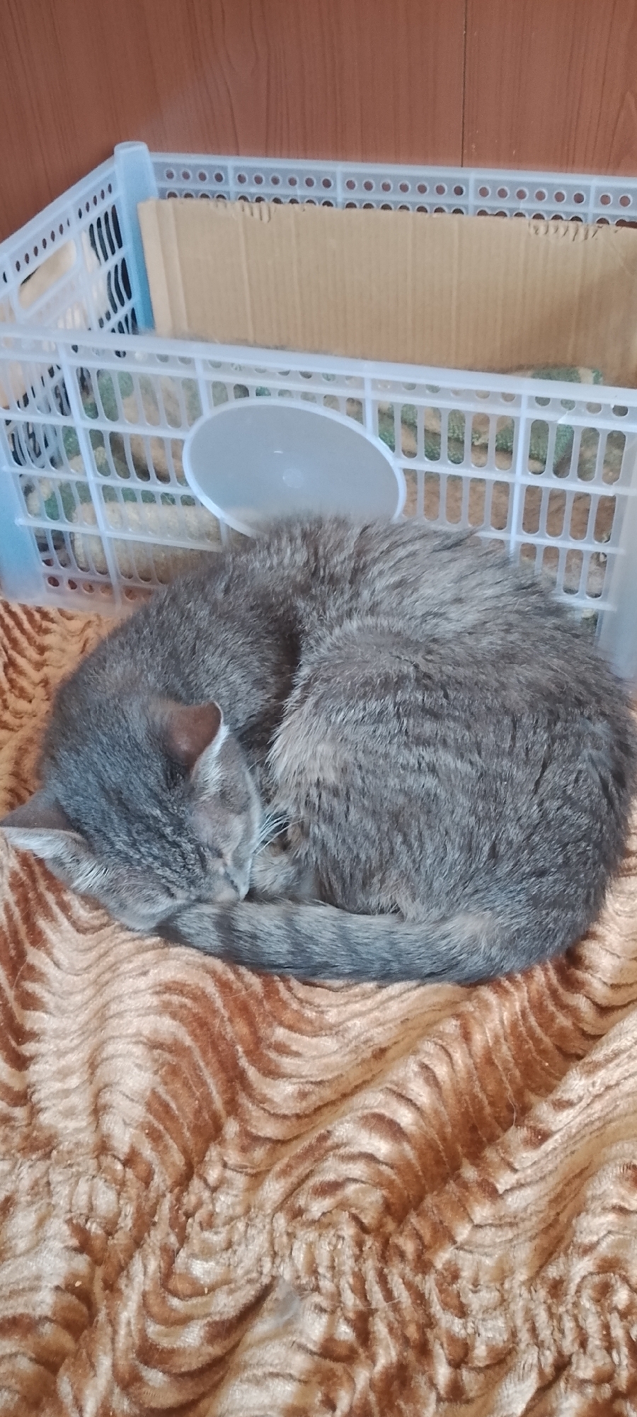 A grey cat is curled up asleep on a brown, patterned blanket. The blanket is lying on the floor. Behind the cat, a white plastic crate is visible, containing what appears to be cardboard and some green material. A small, light-colored plastic bowl is sitting inside the crate, partially over the cat. The background wall is made of wooden planks. There is no indication of the specific location in Belgorod, Russia.