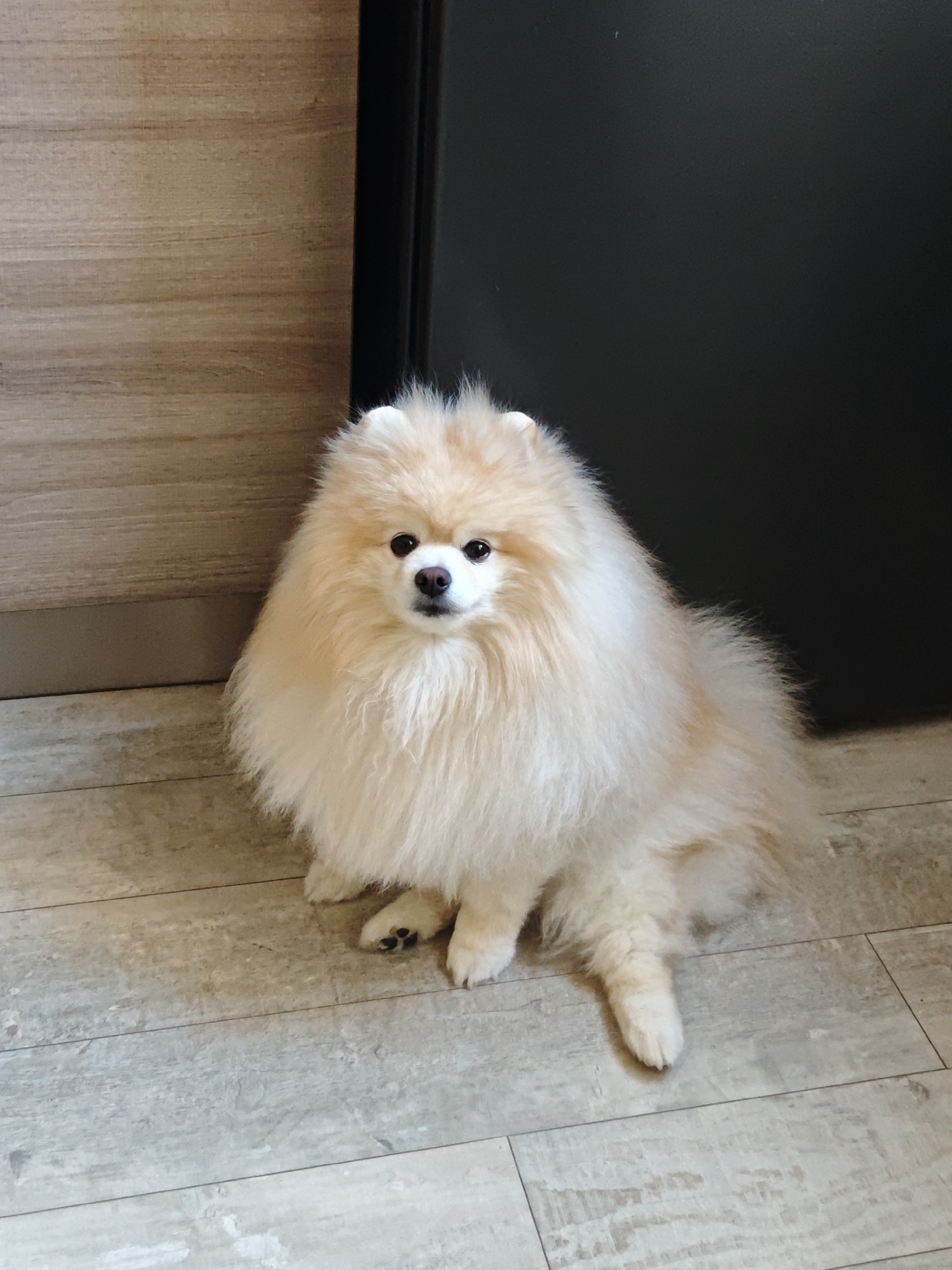 A medium shot depicts a fluffy, cream-colored Pomeranian dog sitting on a light-colored, tiled floor with gray graining. The dog is positioned in front of a dark-colored door to the right and a light wood-paneled surface to the left. The dog is facing the camera with a direct gaze, its dark eyes and nose clearly visible. The breed is commonly found in Yekaterinburg, Russia.