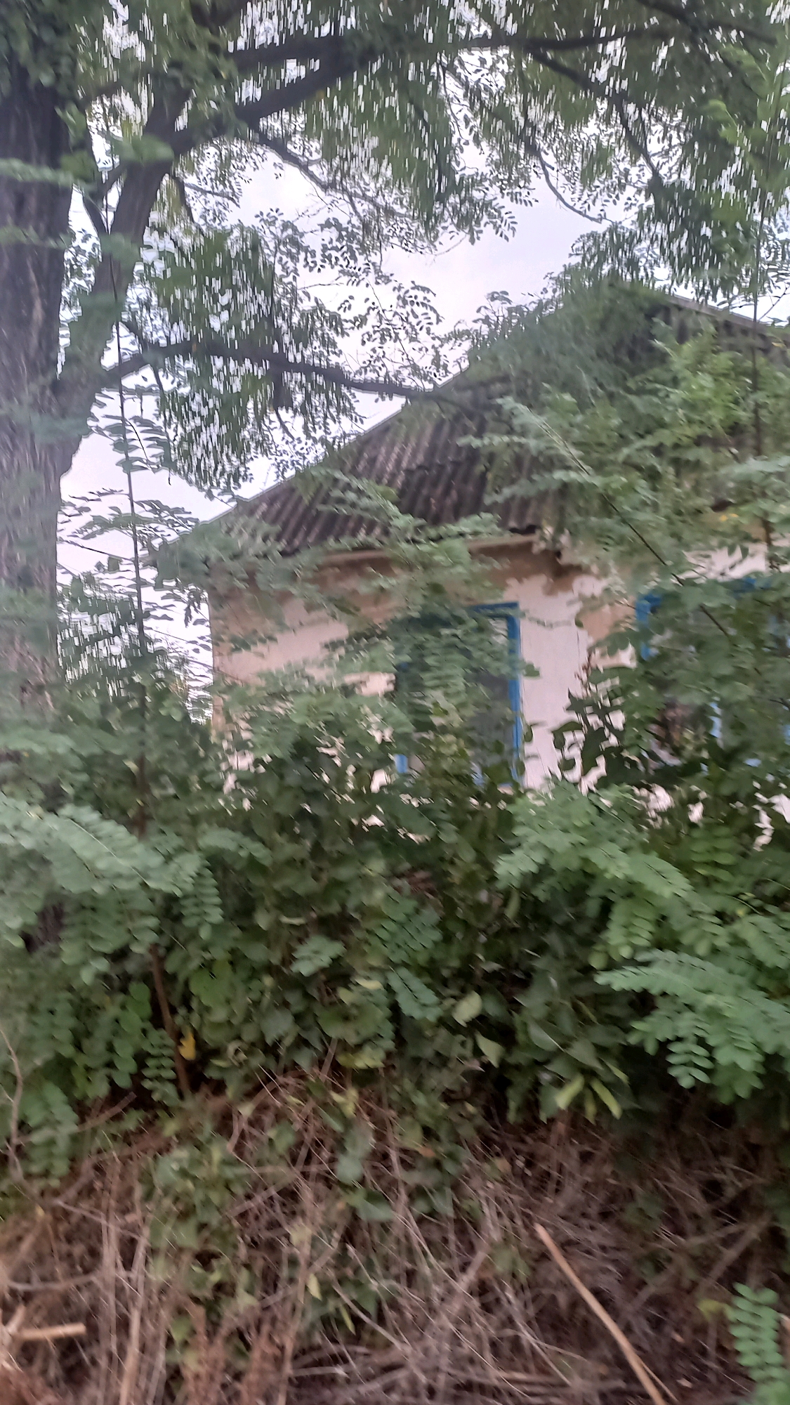 An exterior, eye-level shot shows an overgrown, abandoned house situated in the city of Klyntsi, Ukraine. Lush green foliage heavily encroaches on the front of the house, obscuring much of its structure. A large tree stands to the left, its branches and leaves also partially covering the house and the sky above. The house itself appears to have a light-colored facade, with a corrugated roof that shows signs of disrepair. Blue-framed windows are visible, though their condition is unclear due to the overgrowth. The foreground is a dense mass of dried branches and undergrowth, further emphasizing the neglected state of the property. The lighting suggests an overcast day.