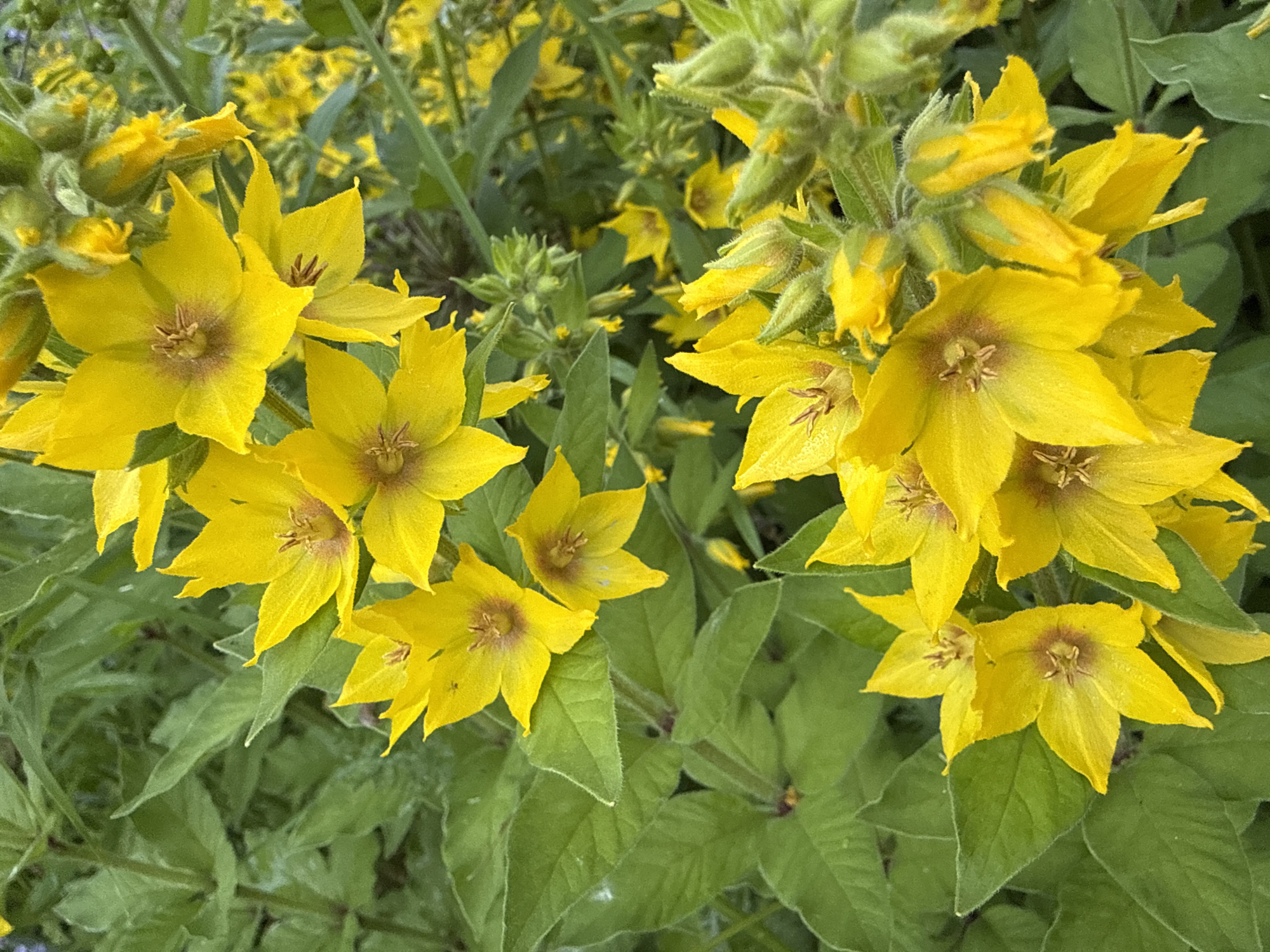A close-up, eye-level shot captures a cluster of bright yellow flowers with star-shaped petals, set against a backdrop of lush green foliage. The flowers exhibit prominent brown stamens and some appear slightly dewy. Numerous unopened flower buds, also yellow with green tips, are visible, clustered on fuzzy green stems. The lighting suggests an outdoor setting, likely during daylight hours. The scene is devoid of people or animals. The image is a still photograph and does not contain any information indicating its location in Moscow, Russia, or any other specific geographical area.