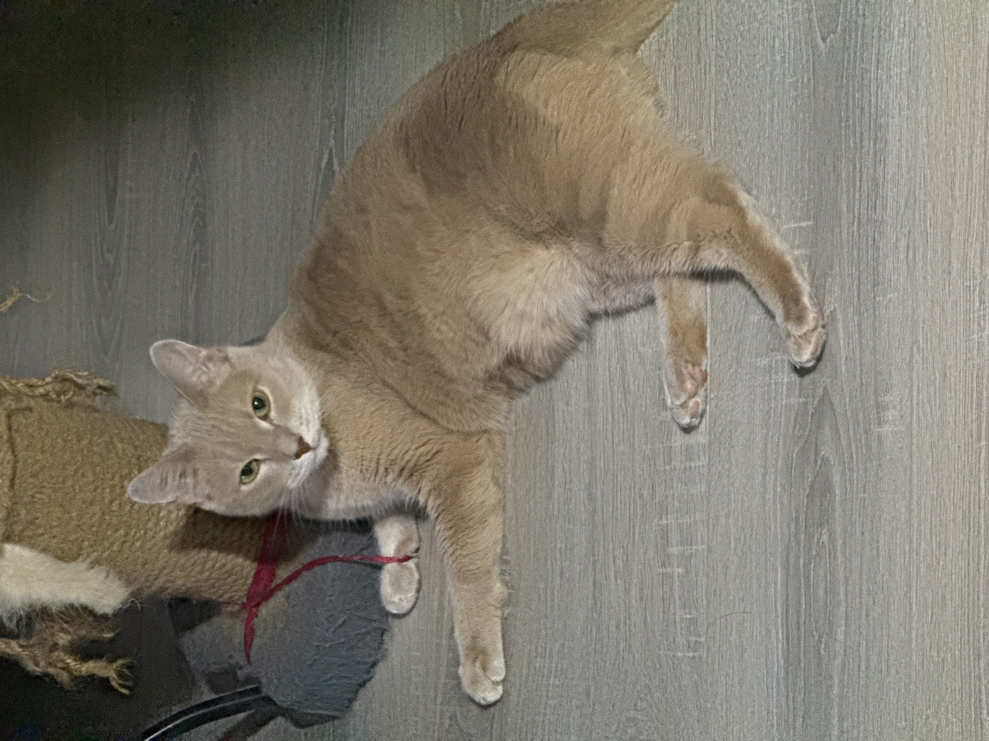A tan-colored cat lies on a gray wood-grain floor, its head tilted slightly toward the camera with green eyes visible. The cat is positioned partially on a cat tree, which appears to be made of tan sisal with a gray base and a red string toy. The location, Chaikovsky, Russia, is based on provided information. The scene is indoors and the lighting appears artificial.