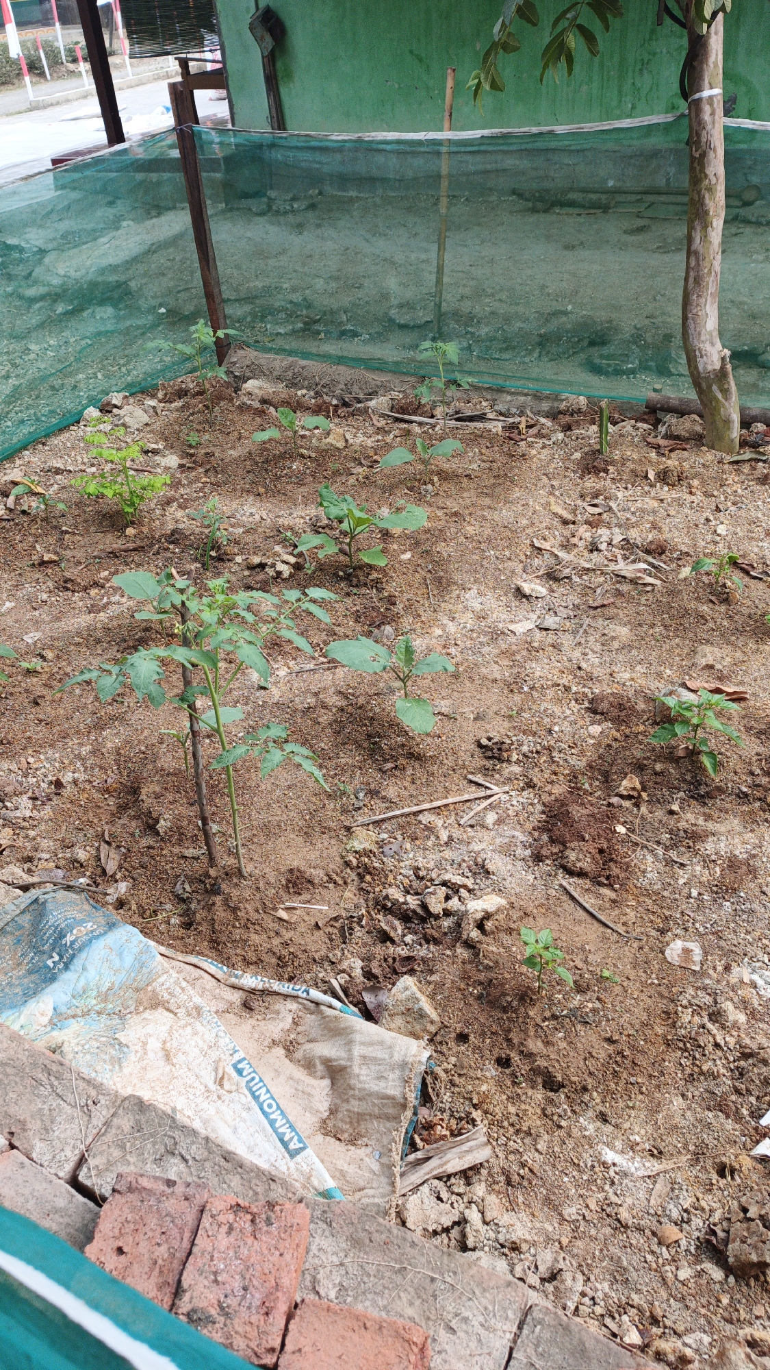 The image depicts a small, fenced garden area, likely in Gunungreja, Indonesia, with several young plants growing in sandy soil. A green mesh netting encloses the garden, supported by wooden stakes. Among the plants, a tomato plant with developing leaves is prominent in the foreground, supported by two stakes. Other smaller plants, possibly seedlings of various vegetables, are scattered throughout the garden. Debris, including a torn bag with "AMMONIUM" visible, and several bricks, are present in the lower portion of the frame, suggesting ongoing gardening activities or recent material delivery. A tree trunk is visible on the right side of the image, and in the background, a green painted wall and some outdoor structures are present. The overall scene is indicative of a domestic or community gardening effort.