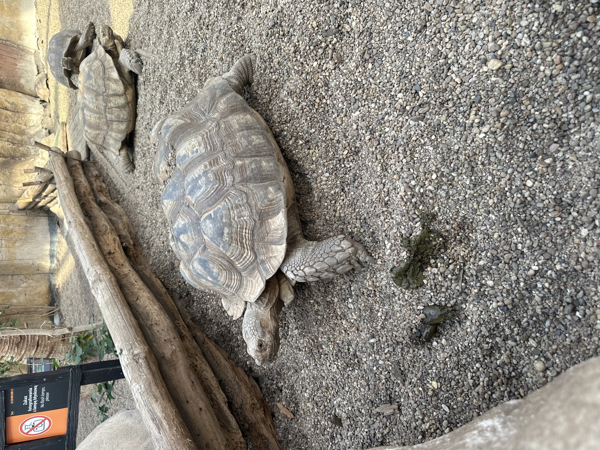 The image depicts a scene in the Wrocław Zoo in Wrocław, Poland. Three tortoises are present in an enclosure covered in gravel. One tortoise is in the foreground, positioned to the right, with its head facing downward. Two other tortoises are partially visible in the background, to the left of the foreground tortoise, and are stacked on each other. To the left of the foreground tortoise are pieces of driftwood. A sign is visible at the bottom left, with a “no flash” symbol. Next to the foreground tortoise is feces.
