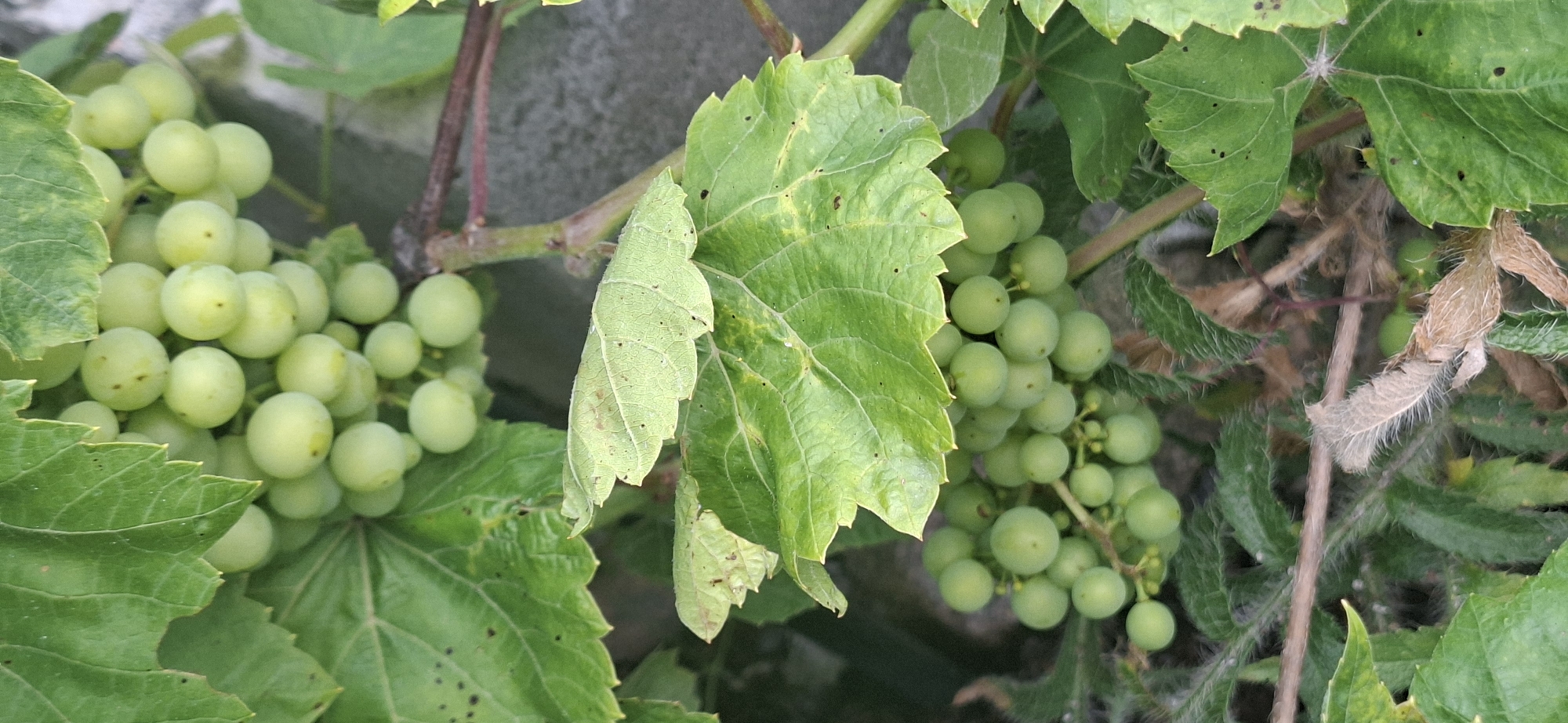 This is a close-up, vertical, eye-level photograph of a cluster of unripe green grapes hanging from a vine, surrounded by large green grape leaves. The grapes are round and appear to be about 1-2 centimeters in diameter, with some showing small brown blemishes. The leaves are broad with serrated edges and have a slightly textured surface, some exhibiting yellowing and brown spotting. The background is out of focus, revealing a textured, light-colored surface that appears to be a wall or fence. A thin, reddish-brown vine runs diagonally through the scene, supporting the grapes and leaves. Some fuzzy, dried plant material is visible in the lower portion of the image. The scene suggests an outdoor setting, likely a garden or vineyard, within the city of Järvenpää, Finland. No people or specific activities are depicted.