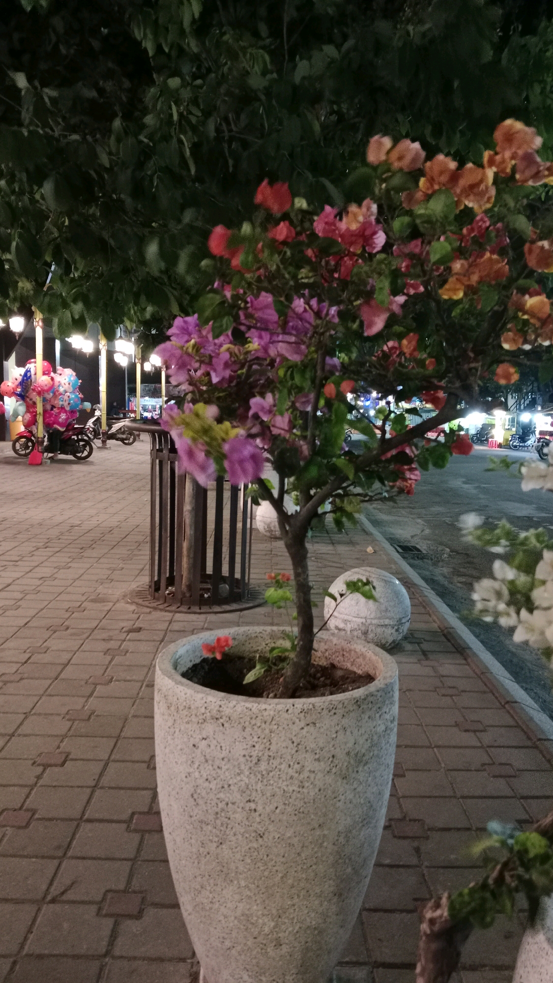 The image depicts an outdoor scene at night, likely in a city. In the foreground, a light-colored, textured planter holds a small tree with vibrant pink and orange flowers. The ground is paved with interlocking square bricks in a tan color, with a distinct pattern. Behind the planter, a dark metal trash receptacle with vertical slats stands on the brick pavement.
In the midground, a row of streetlights with bright yellow bulbs illuminates the area. To the left, a motorcycle is parked, adorned with a cluster of colorful balloons in red, pink, yellow, and blue. Another motorcycle is visible further back, also parked. The background reveals a street with more lights, suggesting a commercial or public area. The presence of food stalls or small shops is hinted at by illuminated structures. The overall environment appears to be a pedestrian walkway or public square.
Although the image does not explicitly identify the location as Magetan, Indonesia, the visual cues such as the architecture, lighting, and typical street scene elements are consistent with an urban setting in Southeast Asia. The night setting, the style of streetlights, and the presence of food vendors are common in Indonesian cities. The bougainvillea plant, with its brightly colored bracts, is also a prevalent plant in tropical and subtropical regions like Indonesia.