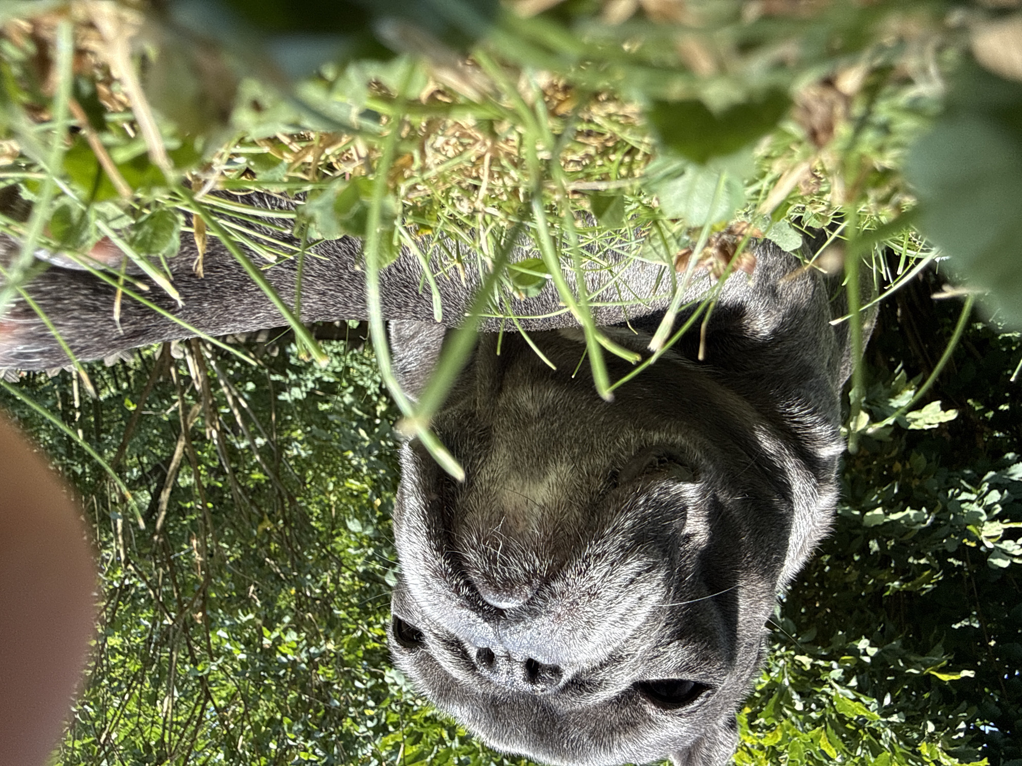 An adult French bulldog with grey fur lies in green grass in a backyard. The dog's head is tilted upwards, and its mouth is closed. The background consists of lush green trees and bushes. A blurred human finger is visible in the upper right corner of the image. The scene appears to be set in Bad Sachsa, Germany, based on the provided information.
