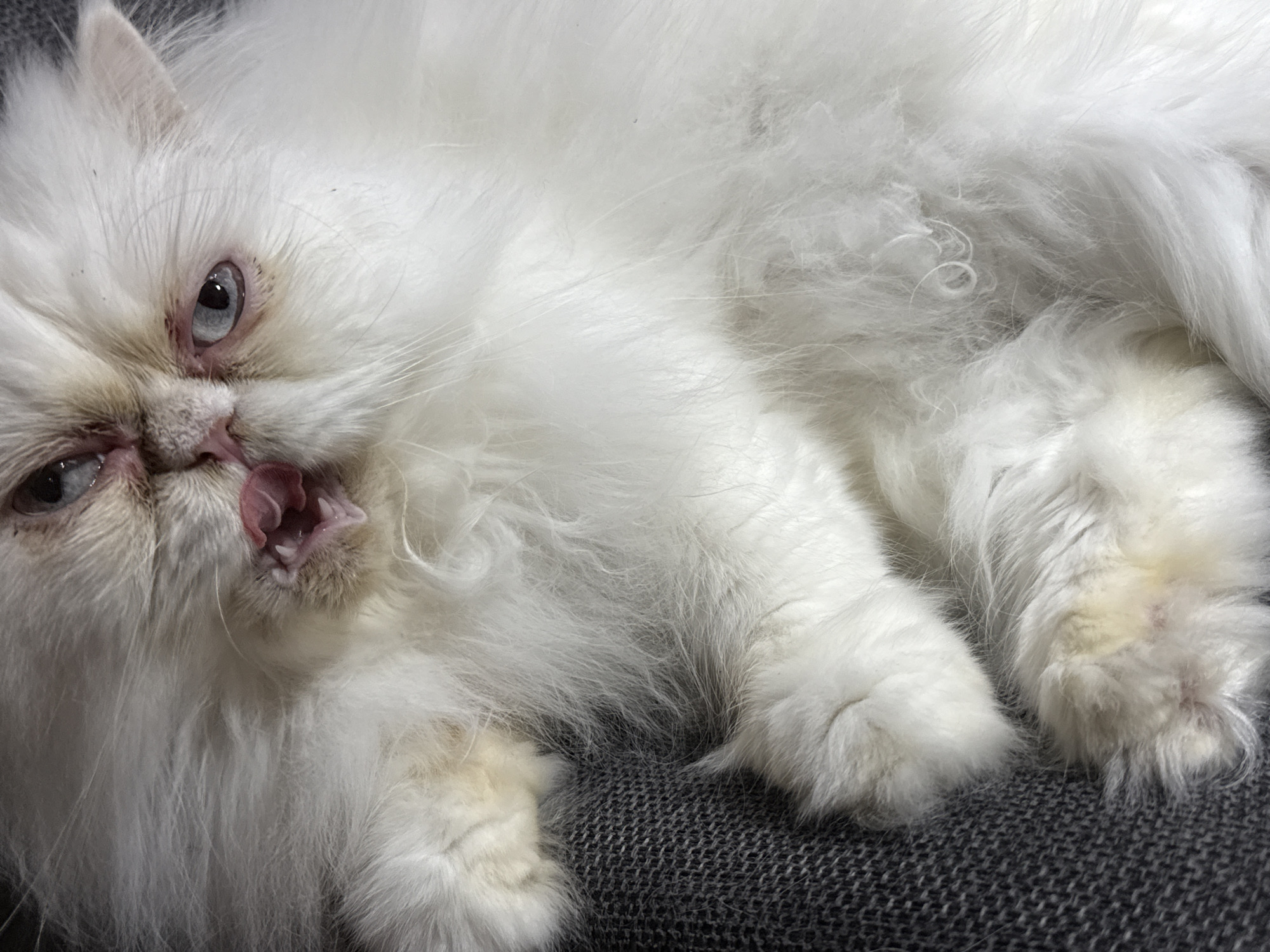 A white, long-haired Persian cat is lying on a gray fabric surface. The cat's eyes are light blue. The cat's mouth is slightly open, revealing its tongue and teeth. The cat is the only subject in the frame. The environment appears to be indoors. There is no indication of Burgas, Bulgaria, or any city location.