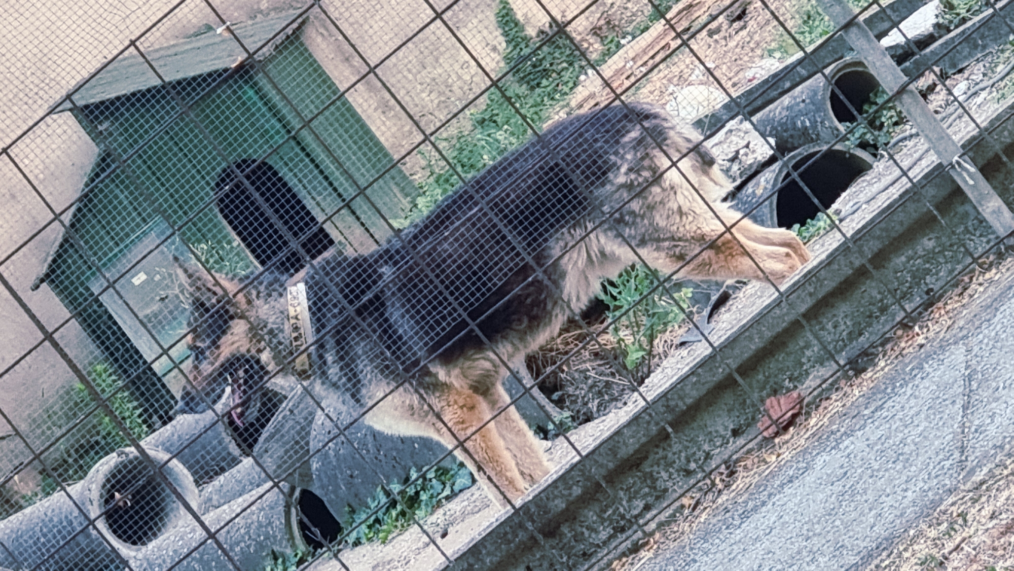 The image depicts a German Shepherd dog inside an enclosure. The dog is wearing a yellow collar with black writing that appears to read "ULPA-690". The enclosure has a metal fence and appears to be located outdoors, with some greenery and concrete structures visible. There are also some large cylindrical objects within the enclosure, possibly for the dog to shelter in. The image is taken from an elevated angle, looking down into the enclosure. The exact location within the city of La Canya, Spain, is not discernible from the image itself.