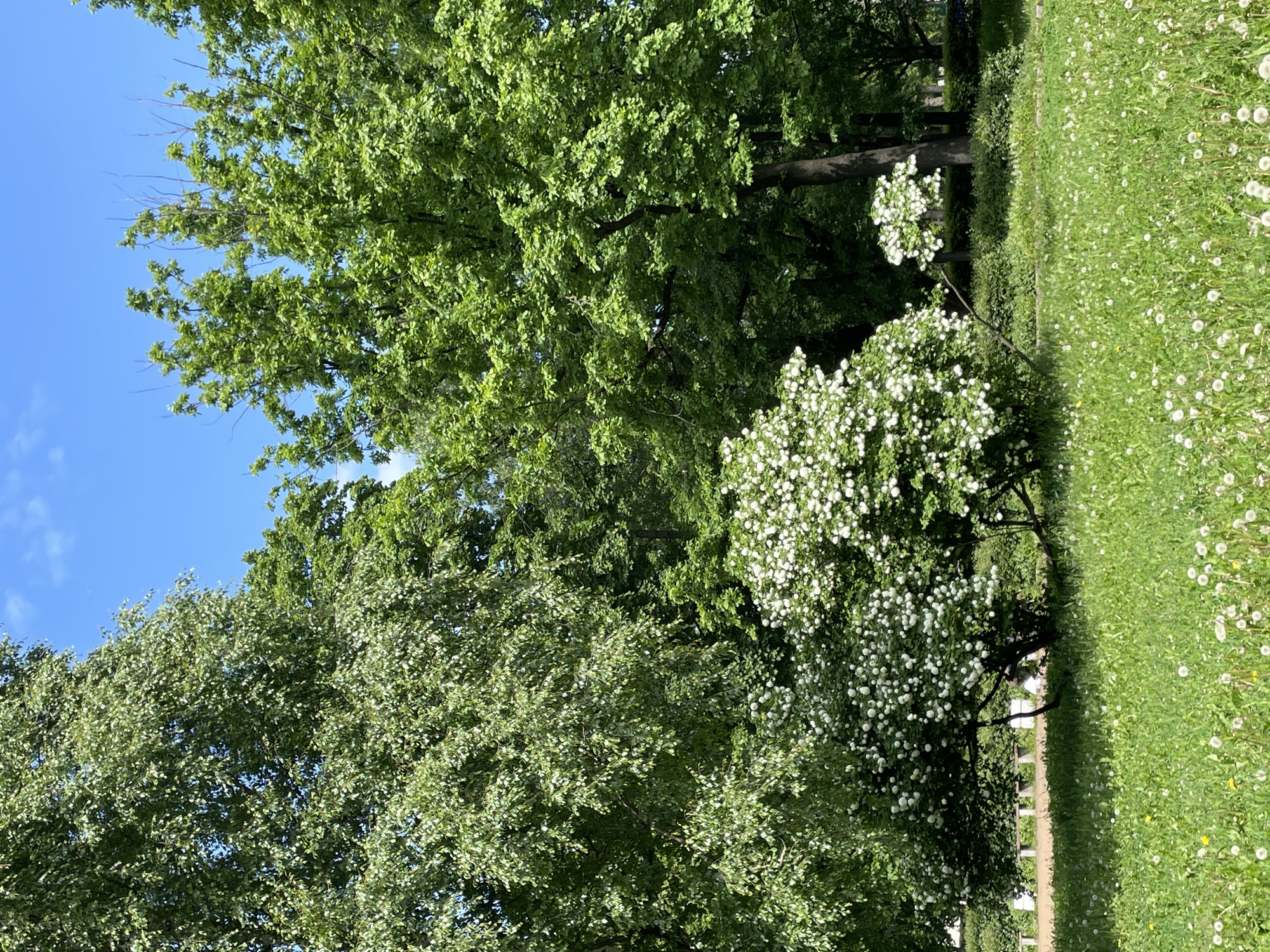 This media file captures a vibrant outdoor scene in what appears to be a park or large garden in Saint Petersburg, Russia. The image is dominated by lush green foliage under a clear blue sky.
**Subjects:** The primary subjects are a variety of trees and flowering plants. Large, mature trees with dense canopies of bright green leaves occupy the upper and central parts of the frame. Towards the center-right, two smaller trees or large bushes are prominently featured, adorned with an abundance of small, white blossoms, creating a striking contrast against the deeper greens. The foreground and right side of the image consist of a expansive area of rich green grass, liberally dotted with countless white dandelion seed heads.
**Scene/Setting:** The setting is a verdant, natural landscape, characteristic of a well-maintained park or botanical garden. The arrangement of the trees, flowering bushes, and grassy expanse suggests a designed natural space.
**Activity or event taking place:** The image depicts a static landscape; no specific activity or event involving people or animals is shown. It captures a peaceful moment in nature.
**Notable details:** The scene is brightly lit, indicating a sunny day, most likely during mid-morning or early afternoon. The sky is a brilliant, clear blue with only a few wispy white clouds visible in the upper left. The light green hues of the leaves and the flowering plants suggest the season is spring or early summer. The abundance of dandelion seed heads adds to this seasonal indication. A subtle, light-colored path or boundary can be seen running through the grassy area towards the background. The overall impression is one of natural beauty, freshness, and tranquility. No visible text is present in the image.