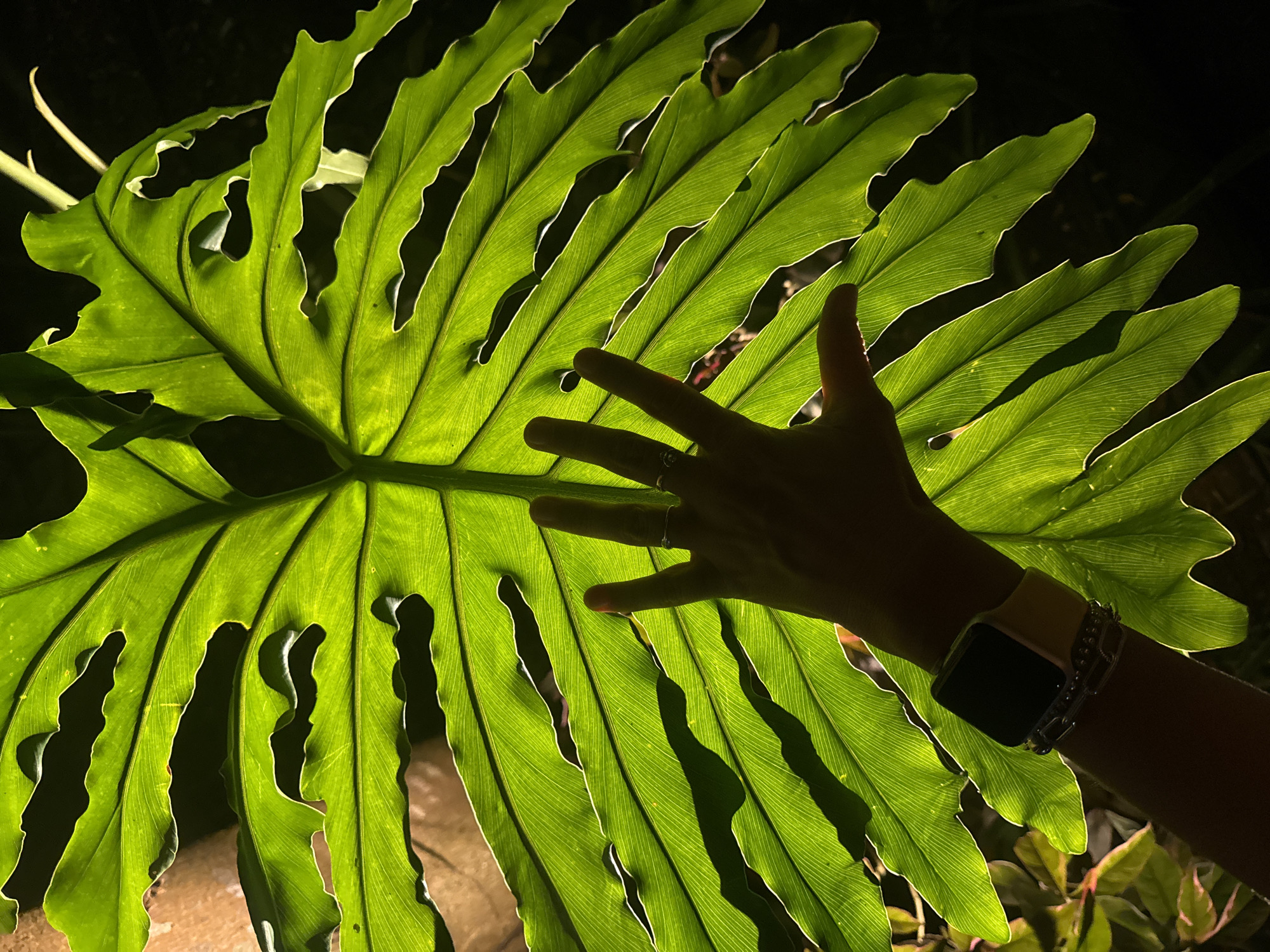 The image displays a close-up view of a large, vibrant green leaf illuminated from behind, creating a striking silhouette of its intricate vein structure and serrated edges. The leaf is so large that a person's hand is placed against it, with fingers spread, to provide a sense of scale. The hand is adorned with a wristwatch and several rings. The background is dark, with some faint hints of other foliage. The lighting suggests this scene may have been captured during the evening or in a dimly lit environment, perhaps outdoors in a garden or botanical setting. The location of Kuta Selatan, Indonesia, is noted, implying this scene is situated within that geographical area.