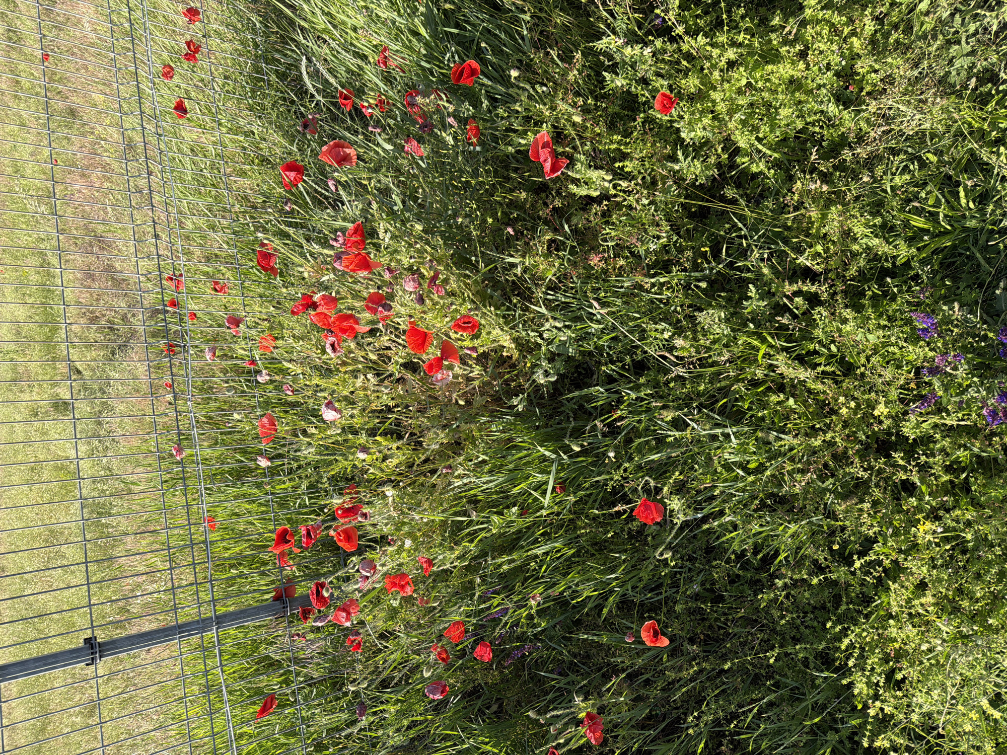The image displays a vibrant outdoor scene, presented in a landscape orientation but appearing to be a vertical shot rotated 90 degrees clockwise.
On the left side of the frame, a light grey metal mesh fence extends diagonally, separating two different grassy areas. The fence is composed of a grid of thin wires and features a more substantial horizontal bar running through its lower portion, possibly a support or part of its frame. Beyond the fence, to its left, the ground is covered in sparser, lighter green and brown grass, suggesting a more maintained or less wild patch.
The right side of the frame is dominated by a dense, flourishing growth of bright green grass and wild foliage. Scattered generously throughout this verdant area are numerous red poppy flowers. The poppies vary in their stage of bloom, some appearing fully open with bright scarlet petals, while others show signs of wilting or are still in bud. A few small purple flowers are also visible amidst the green and red, adding a touch of variety to the flora. The scene is illuminated by bright sunlight, casting distinct highlights and shadows, indicating a clear and sunny day, likely morning or late afternoon.
No people or activities are visible. The scene captures a peaceful moment in nature, highlighting the contrast between a wild, flowering patch and a more controlled, fenced-off area, consistent with a rural or semi-rural setting near Sofia, Bulgaria. No visible text is present in the image.