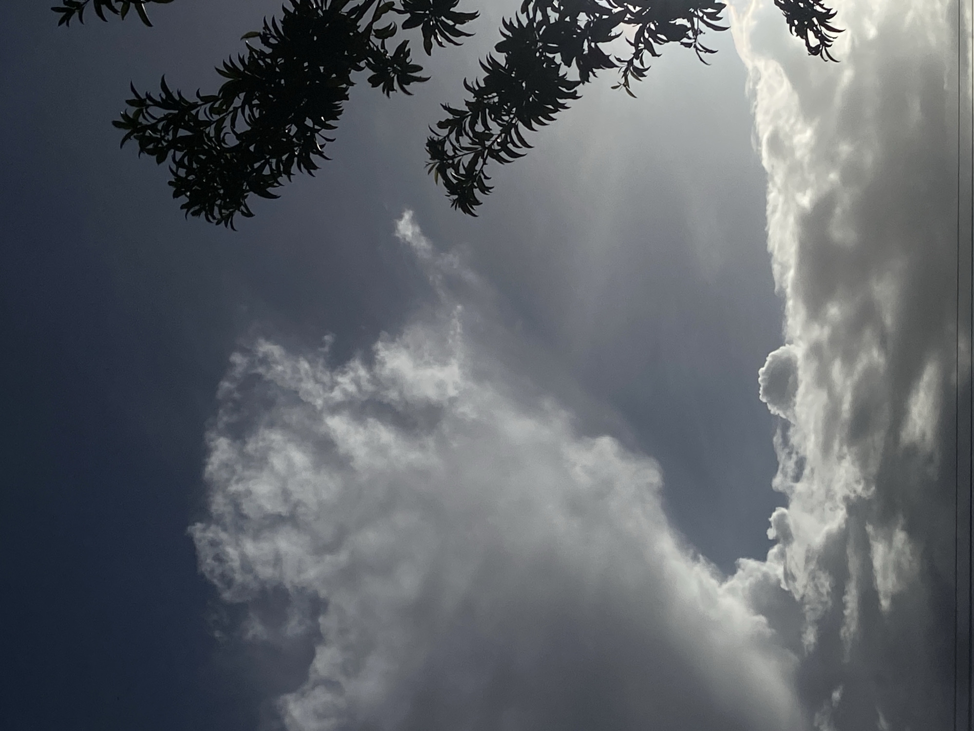 The image captures a dramatic upward view of a partly cloudy sky. The left side of the frame features a deep blue sky, transitioning to a brighter, lighter blue and hazy area towards the center and right.
Prominently filling the right side of the image are towering, brilliant white cumulus clouds, their edges intensely illuminated by sunlight, suggesting a strong light source, likely the sun, is behind or to the right of them. These clouds are large and voluminous, creating a strong contrast with the darker parts of the sky. Smaller, wispy cloud formations are also visible in the mid-left area.
From the top and upper-left of the frame, dark, silhouetted foliage from a tree or large plant hangs into view. The individual leaves and branches are visible as stark, dark shapes against the brighter sky, providing a foreground element.
Two thin, dark vertical lines, resembling power lines or utility cables, are discernible along the far right edge of the image, cutting across the bright cloud formation.
The scene depicts a daytime setting, likely mid-day or afternoon, given the intensity of the light on the clouds. The weather is characterized by significant cloud cover with bright, clear patches of sky. No specific activity or event is taking place, and there is no visible text in the image. The location context is Tinaquillo, Venezuela.