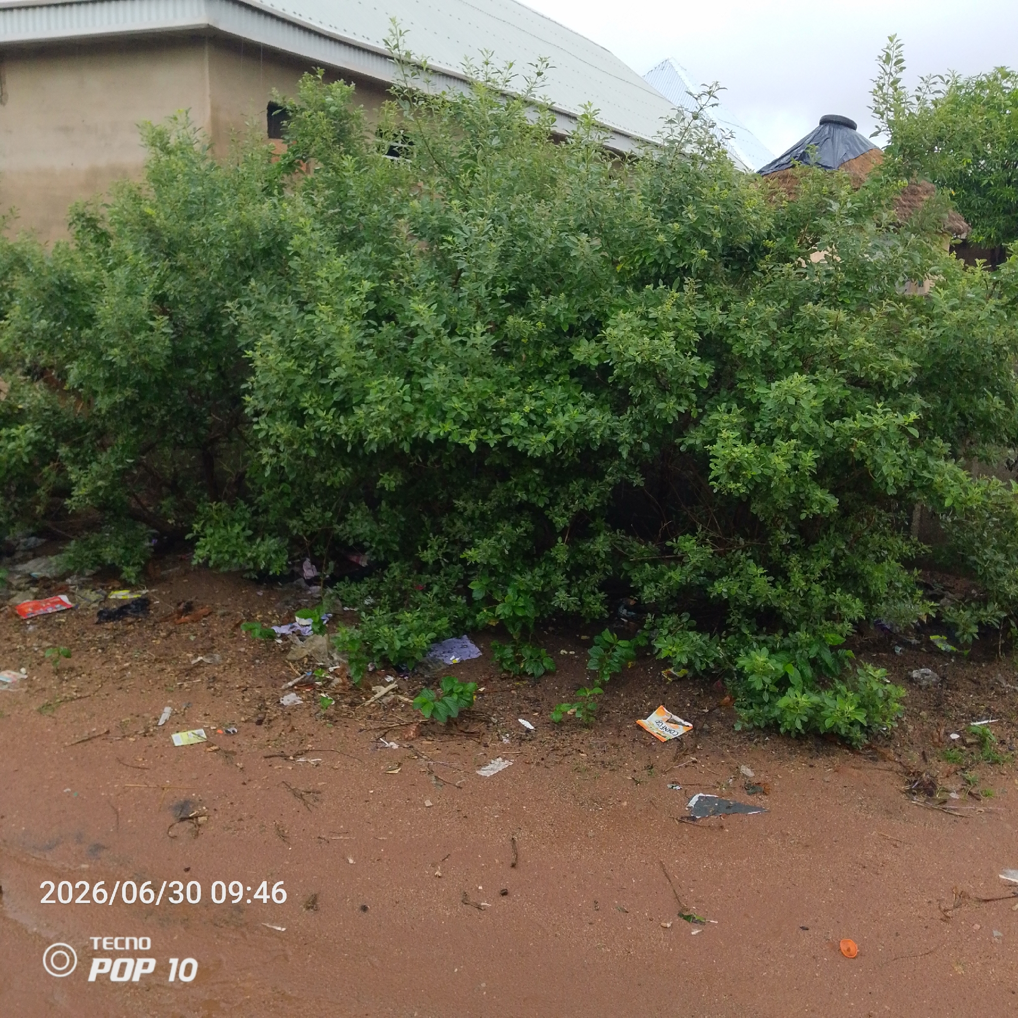 The image depicts an outdoor scene in Jalingo, Nigeria. In the foreground, a patch of reddish-brown soil is visible, scattered with debris, including plastic wrappers and small pieces of wood. A small orange object, possibly a bottle cap, lies on the soil. The middle ground is dominated by a dense cluster of lush green bushes and trees. Behind the vegetation, parts of two buildings are visible. The building on the left is a simple structure with a beige-colored wall and a white, corrugated metal roof. A dark rectangular window is present on its wall. To the right of this building, a portion of another structure is seen with a conical roof covered in black plastic sheeting, layered over what appears to be thatched material. This roof is topped with a spare tire. The sky above is overcast, suggesting cloudy weather. A timestamp in the bottom left corner reads "2026/06/30 09:46", and a "TECNO POP 10" watermark is also present. No people are visible in the image, and the overall impression is one of an undeveloped or rural area with some human habitation and evidence of litter. The scene is likely set during the morning, given the timestamp.