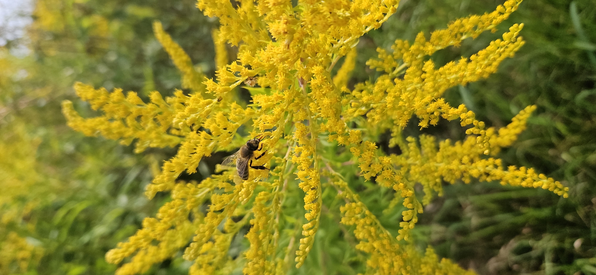 A close-up shot captures a bee actively collecting nectar from a cluster of vibrant yellow flowers, possibly goldenrod, set against a soft-focus green background of foliage. The bee, with its striped body and translucent wings, is positioned prominently on the flower head, its proboscis extended towards a bloom. The surrounding flowers are densely packed, creating a textured, feathery appearance. The lighting suggests an outdoor environment, likely during the daytime. The image does not contain any identifiable landmarks or features that would place it specifically within Мазалаўскі сельскі Савет, Belarus.