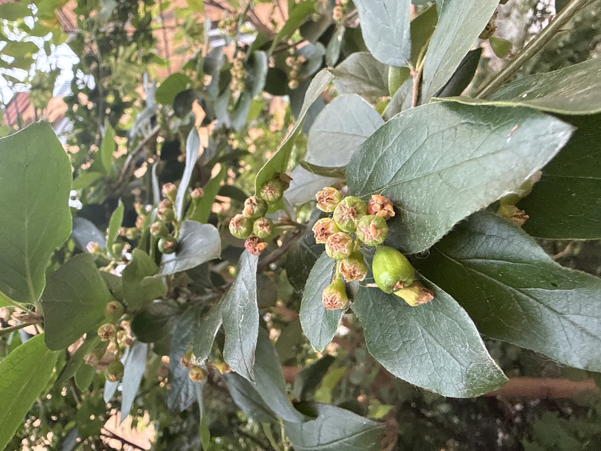 The image shows a close-up view of a plant with dark green leaves and clusters of small, developing fruits or buds. The plant appears to be outdoors, with a blurred background suggesting it is in a garden or natural setting. The fruits are a pale green color, some with reddish-brown calyxes. There are no people or animals visible in the image. The lighting suggests it is daytime. The location of this scene in Saint Petersburg, Russia, is unknown.