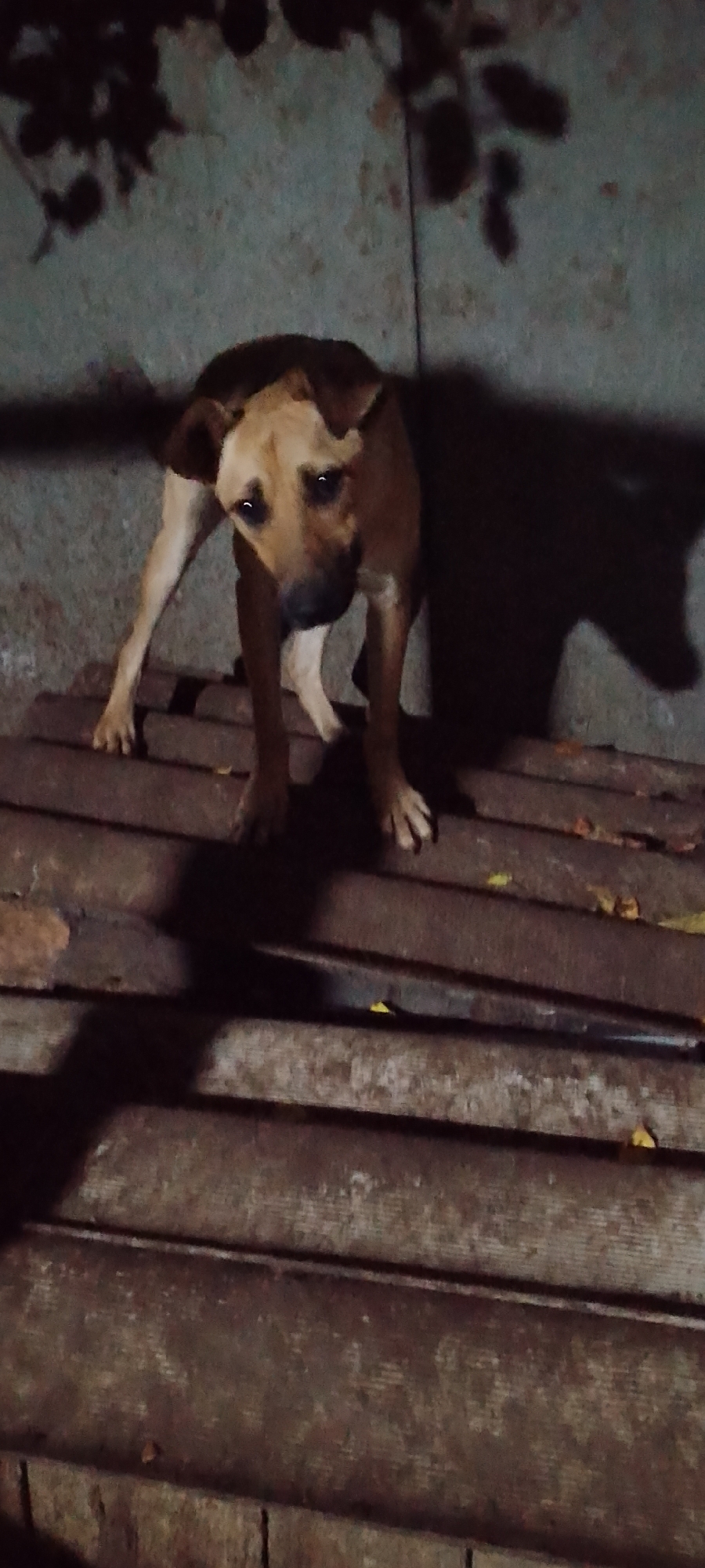 A medium-sized, brown and tan dog stands on a wooden platform, its head tilted to the side and looking down. The dog is positioned in the center of the frame. Behind the dog, a rough, textured wall is visible, with dark shadows of leaves cast upon it from above. The wooden platform is made of planks running horizontally across the image. The scene appears to be outdoors and dimly lit, possibly at night or dusk. There is no indication of the city of Belgorod, Russia, or any specific location within it in the image.