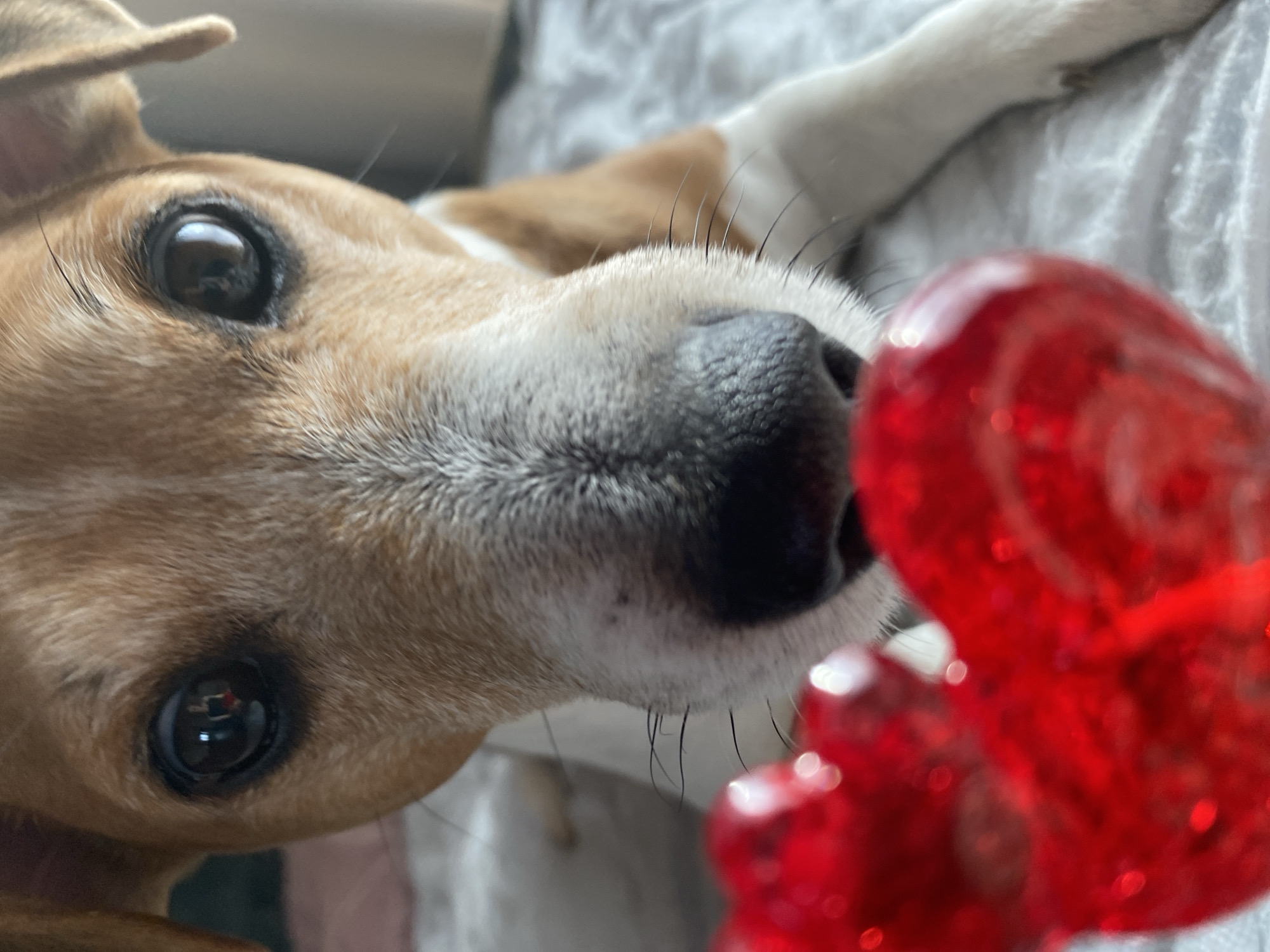 A tan and white dog with large, dark eyes is looking at a red, heart-shaped object. The dog's nose is close to the object. The dog is lying on a gray blanket. The location is not discernible in this image.
