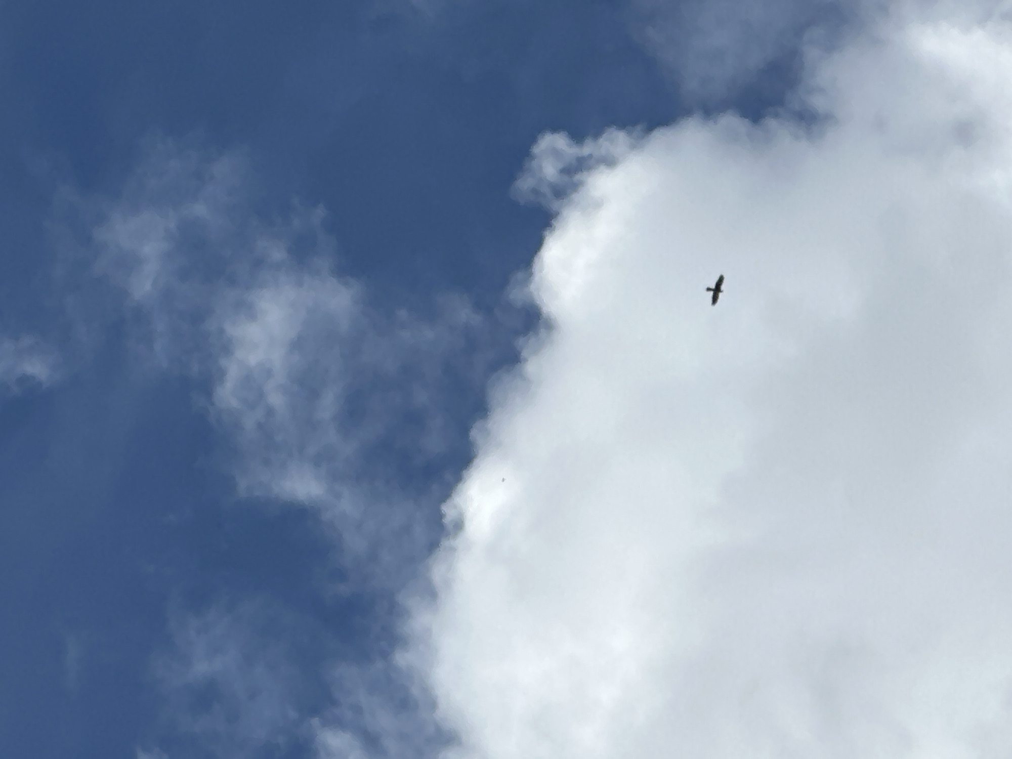 The image captures a clear daytime sky dominated by a large, bright white cumulus cloud on the right, contrasted against a deep blue sky on the left. Scattered, wispy white clouds are also visible in the blue portion of the sky and along the edge of the large cloud.
A dark-colored bird, appearing to be a raptor like a hawk or eagle, is in flight. It is positioned in the upper right quadrant of the image, flying against the backdrop of the bright white cloud. The bird is silhouetted, showing its wings outstretched in a soaring posture. Its form suggests a medium to large size, with distinct wing and tail shapes.
The overall scene depicts an open sky with varied cloud formations, suggesting fair weather. There are no specific location cues or visible text in the image.