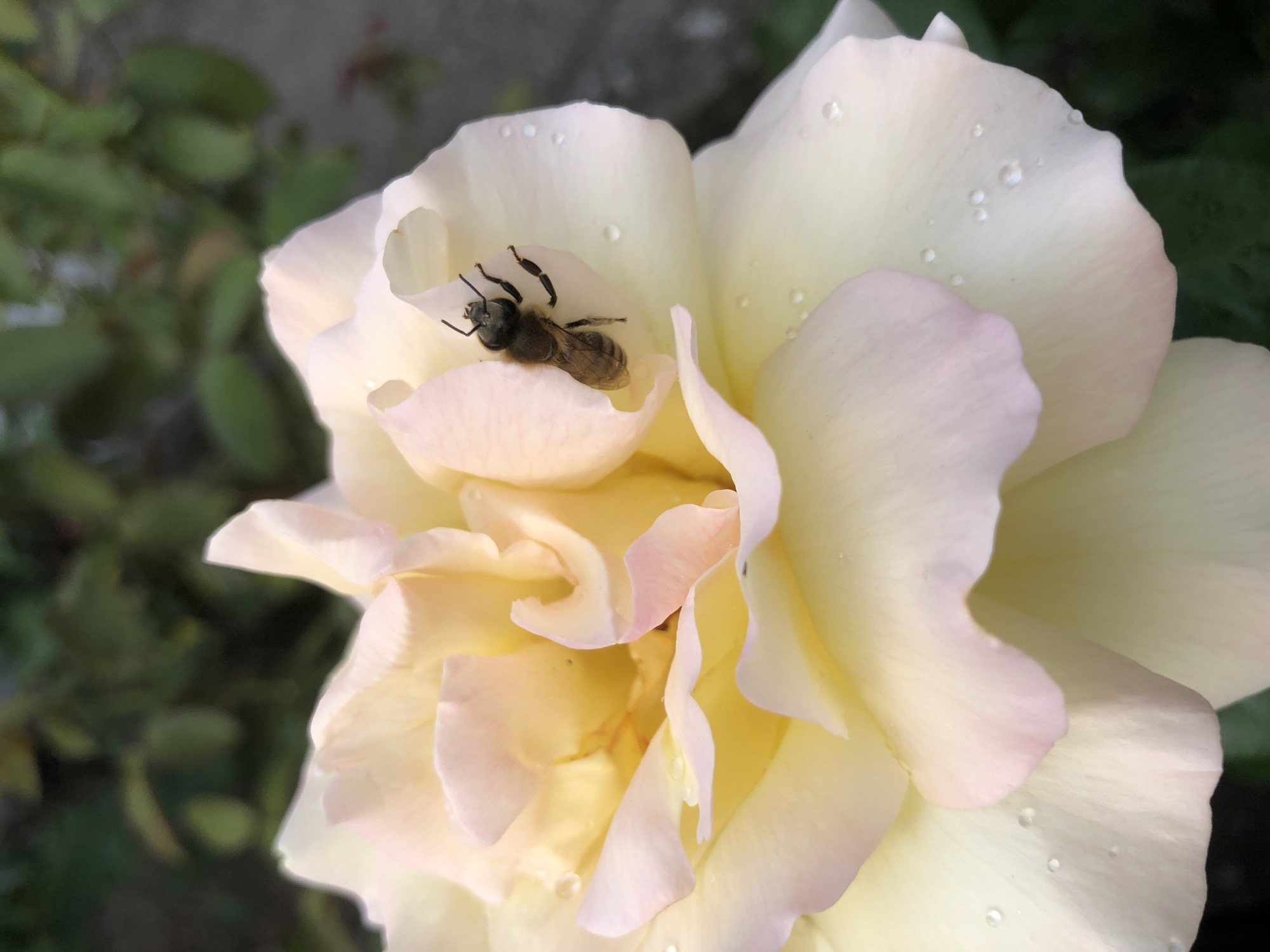 An extreme close-up shot focuses on a light yellow rose with delicate pink edges, adorned with small water droplets on its petals. A honey bee is perched on one of the rose's inner petals, its body facing towards the viewer, with its legs gripping the surface. The background is a blur of dark green foliage and a muted gray structure, suggesting an outdoor setting in a garden. The lighting is soft, highlighting the texture of the rose petals and the bee.