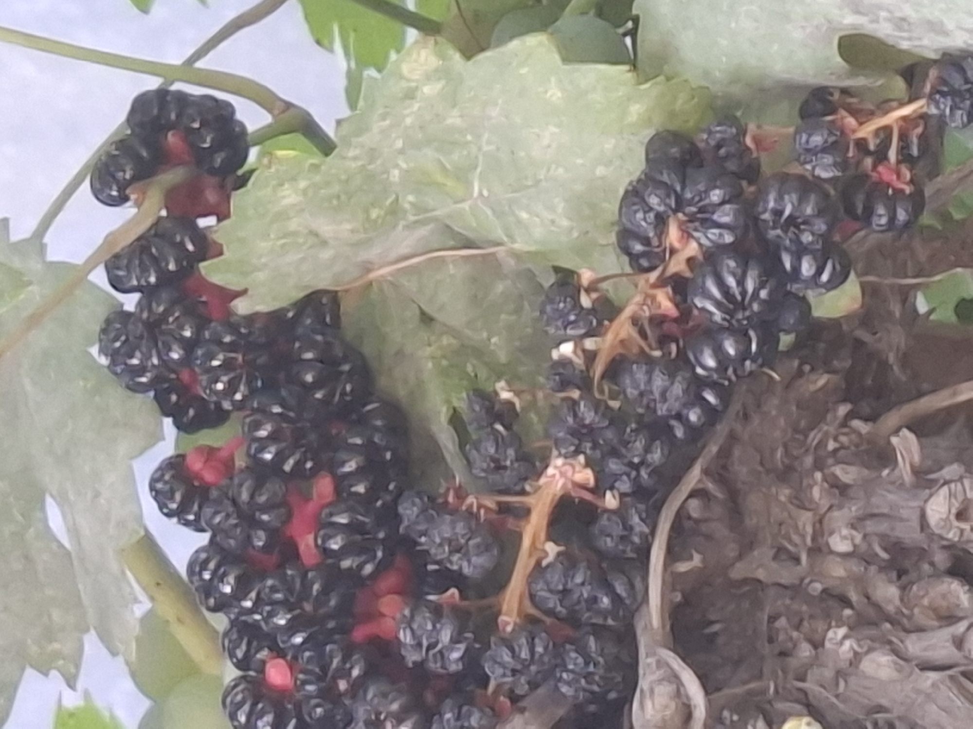 The image shows a close-up of a cluster of ripe, dark berries on a vine, with some green leaves and branches visible. The berries are small, round, and appear to be mulberries due to their segmented structure and dark color. Some red parts are visible amongst the berries, likely representing younger or unripe fruit. The overall scene suggests an outdoor setting, possibly a garden or a park. The image does not provide any specific clues to indicate a location in the city of Almaty, Kazakhstan, or any other geographical information. There are no people or discernible actions depicted in the image. The focus is solely on the natural subject matter of the berries and their immediate surroundings.
