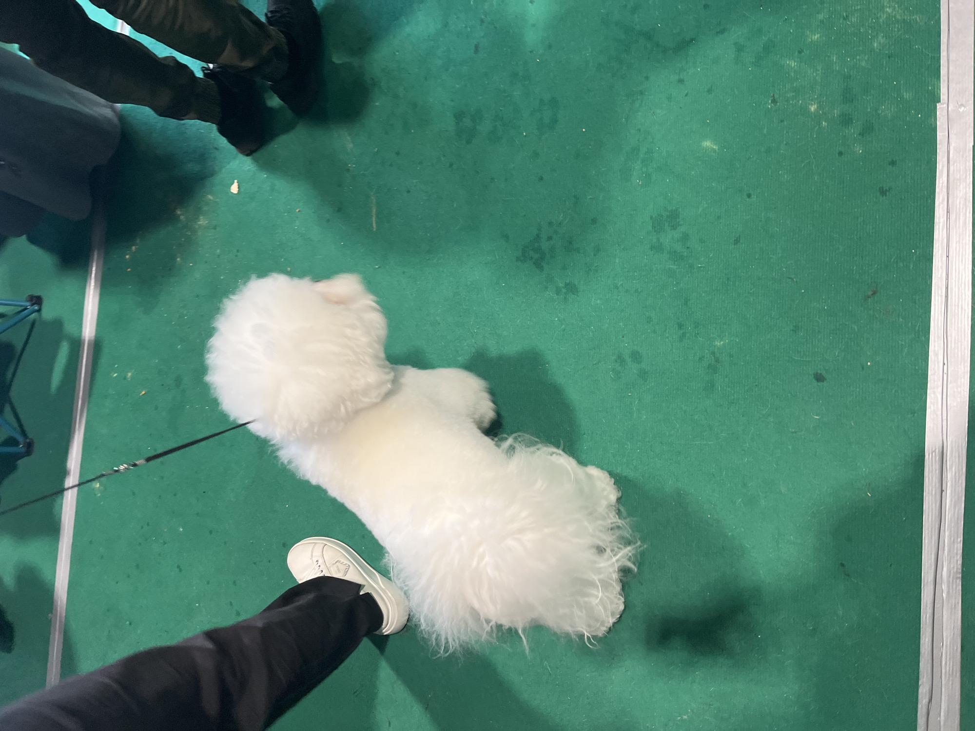 A white Bichon Frise dog on a leash stands on a green carpeted surface. A person's left leg, wearing black pants and a white sneaker, is visible to the left of the dog. Another person's legs, wearing dark pants and black shoes, are visible to the right of the dog. The environment appears to be indoors, possibly at an event or exhibition. The specific location in Lahojsk selsaviet, Belarus cannot be determined from the image.