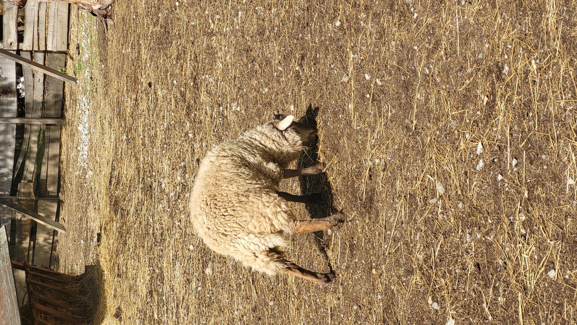 A single sheep with a fluffy, off-white fleece stands on dry, straw-covered ground. Its head is lowered as if grazing. The sheep is positioned in the center of the frame, with its rear facing left and its head turned towards the right. Its legs are slender and dark brown. The background consists of a wooden fence and some sort of rustic shelter or structure to the left. The scene appears to be an outdoor enclosure, possibly on a farm or rural property. There is no indication of the city of Prešov, Slovakia in the image.