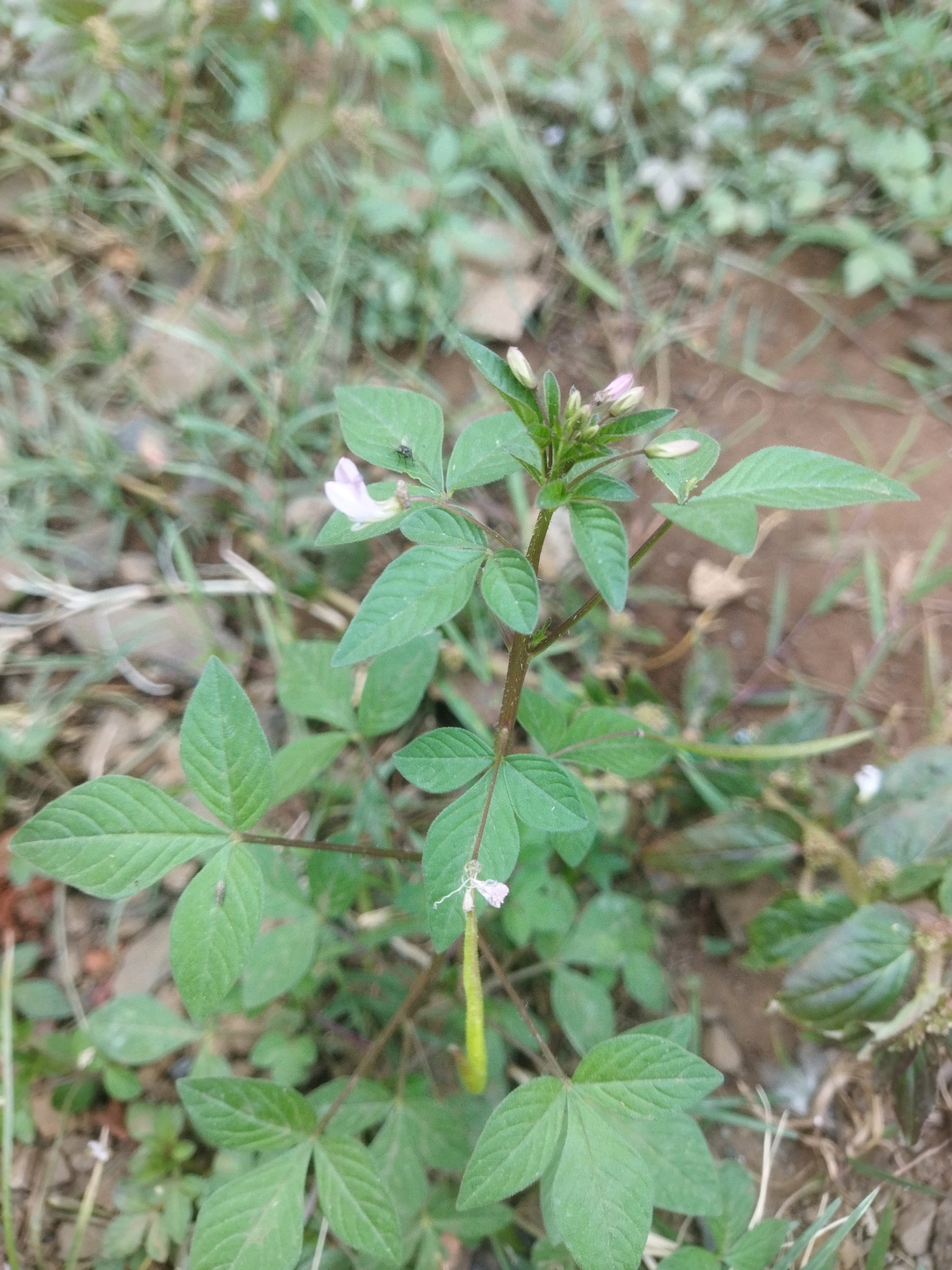 The image shows a close-up of a green leafy plant with small pink and white flowers. A small black insect, possibly a fly, is visible on one of the leaves. The plant is growing in an outdoor environment with dry soil and grass in the background. The scene appears to be a natural or uncultivated area. The location is identified as Pasrepan, Indonesia.