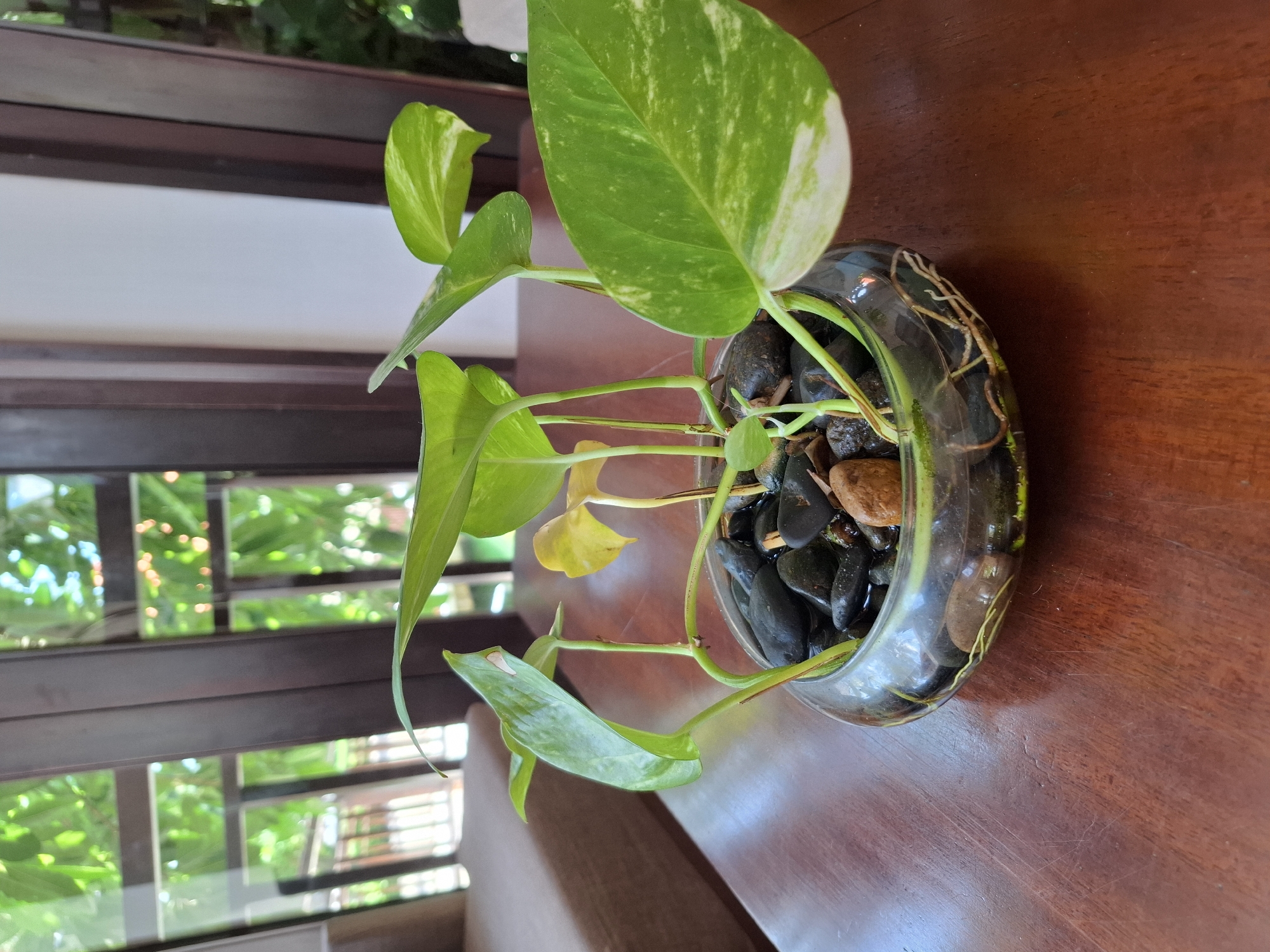 The image depicts a close-up, eye-level shot of a pothos plant in a clear glass bowl filled with water and dark stones. The plant has several green leaves, some with variegated white patches, and visible roots submerged in the water. The bowl sits on a polished dark wood table. In the background, through a window with dark wooden frames, lush green foliage and hints of outdoor structures are visible, suggesting a tropical or sub-tropical setting. The overall lighting is natural and soft, with reflections on the glass bowl and the table surface. The scene is static and appears to be indoors, likely in a residential or hospitality setting. There are no people or animals present. This image was taken in Phu Thuy Ward, Vietnam.