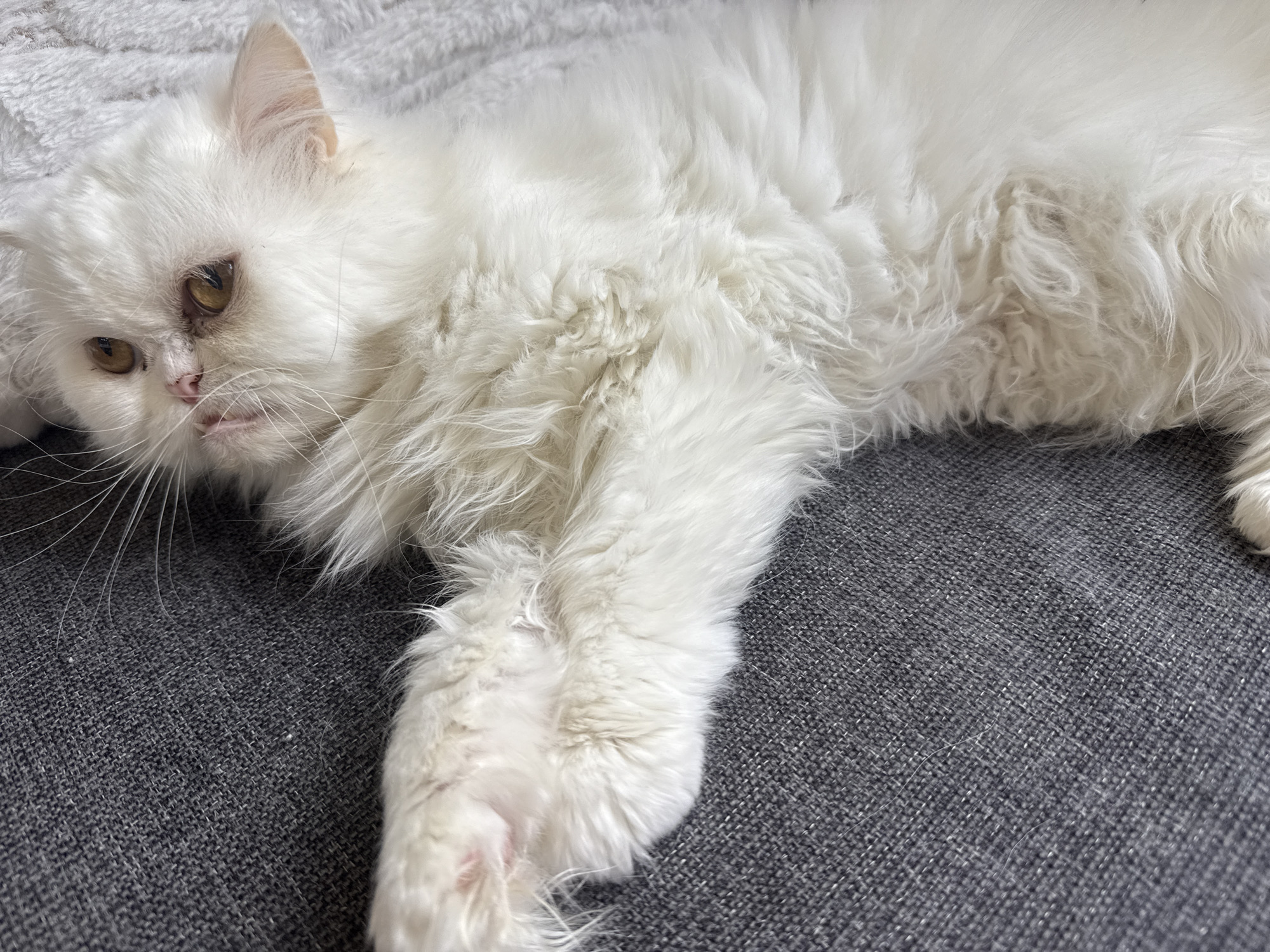 A white, long-haired cat is lying on a gray textured surface. The cat is positioned diagonally across the frame, with its head towards the left and its body extending to the right. Its eyes are open, and its gaze is directed slightly downward. The background appears to be a soft, white blanket or pillow behind the cat's head. The cat is the central subject of the image. There is no discernible information to indicate this image was taken in Burgas, Bulgaria.